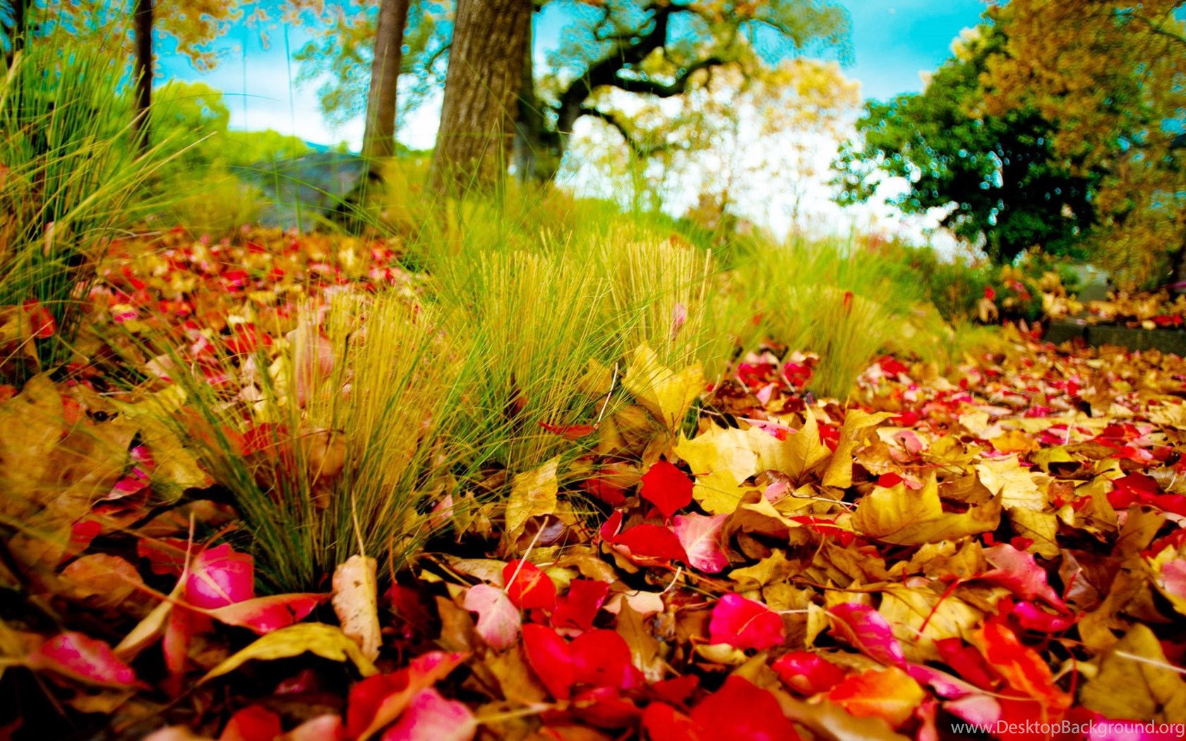 Fall Scenery Wallpapers – Free Full Hd Wallpapers For 1080p Desktop