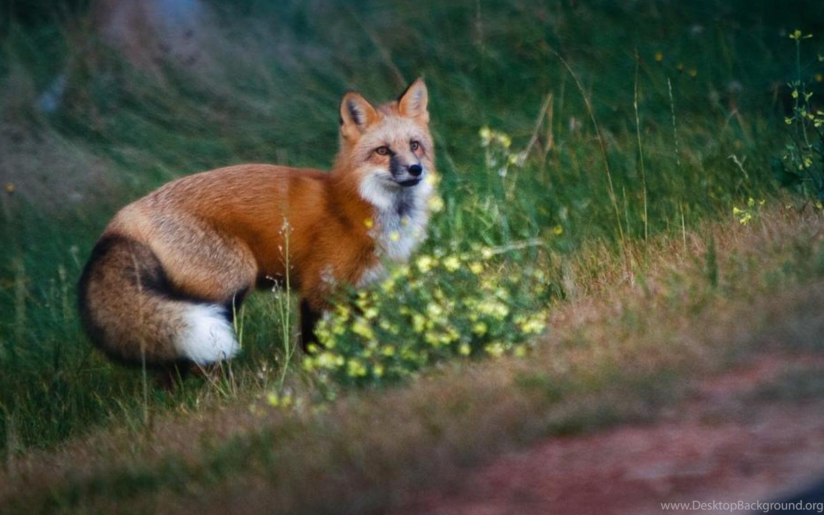 First fox. Лиса. Лиса летом. Лиса весной. «Лиса в лесу».