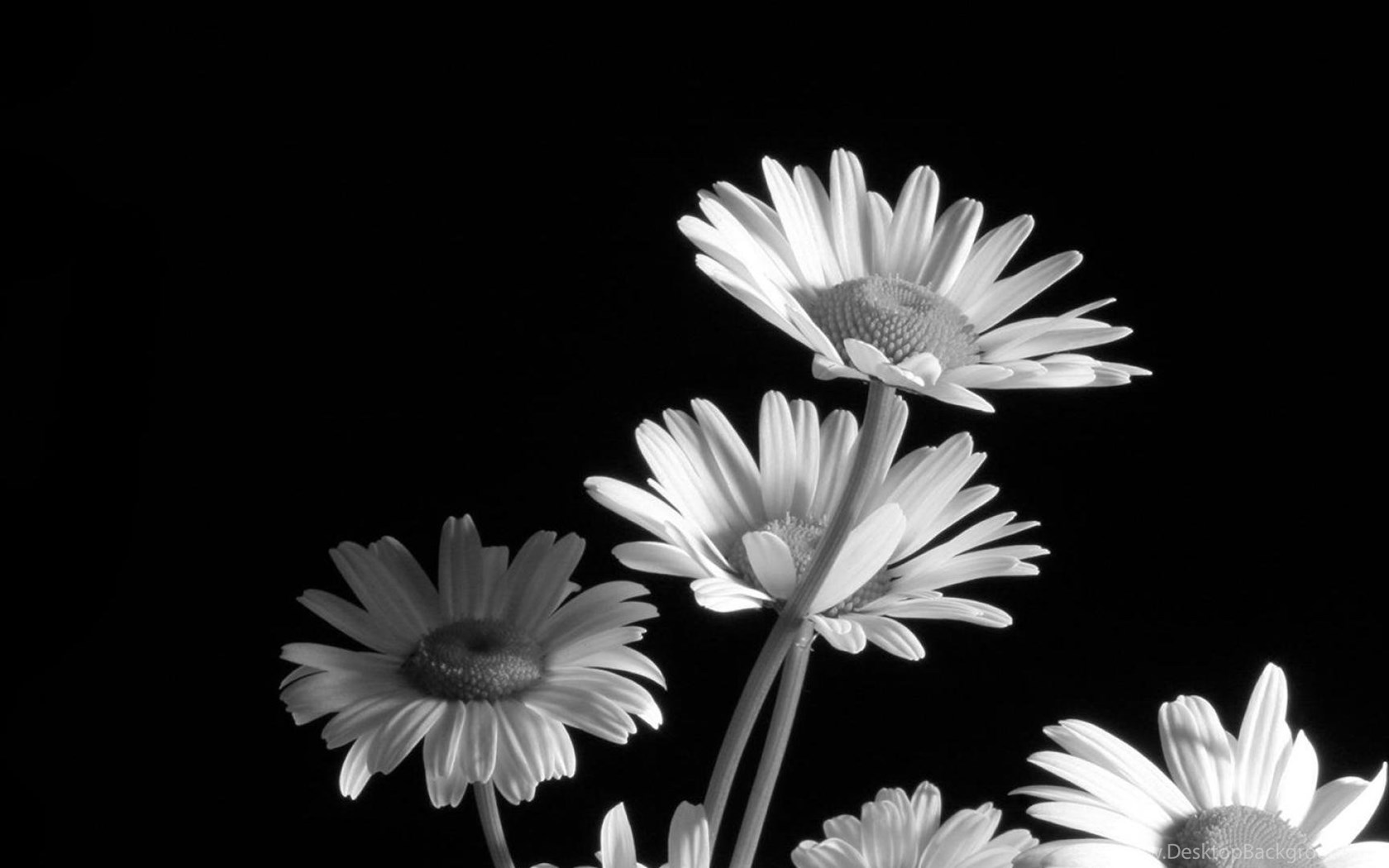 Black And White Flower Wallpapers » WallDevil Best Free HD ...