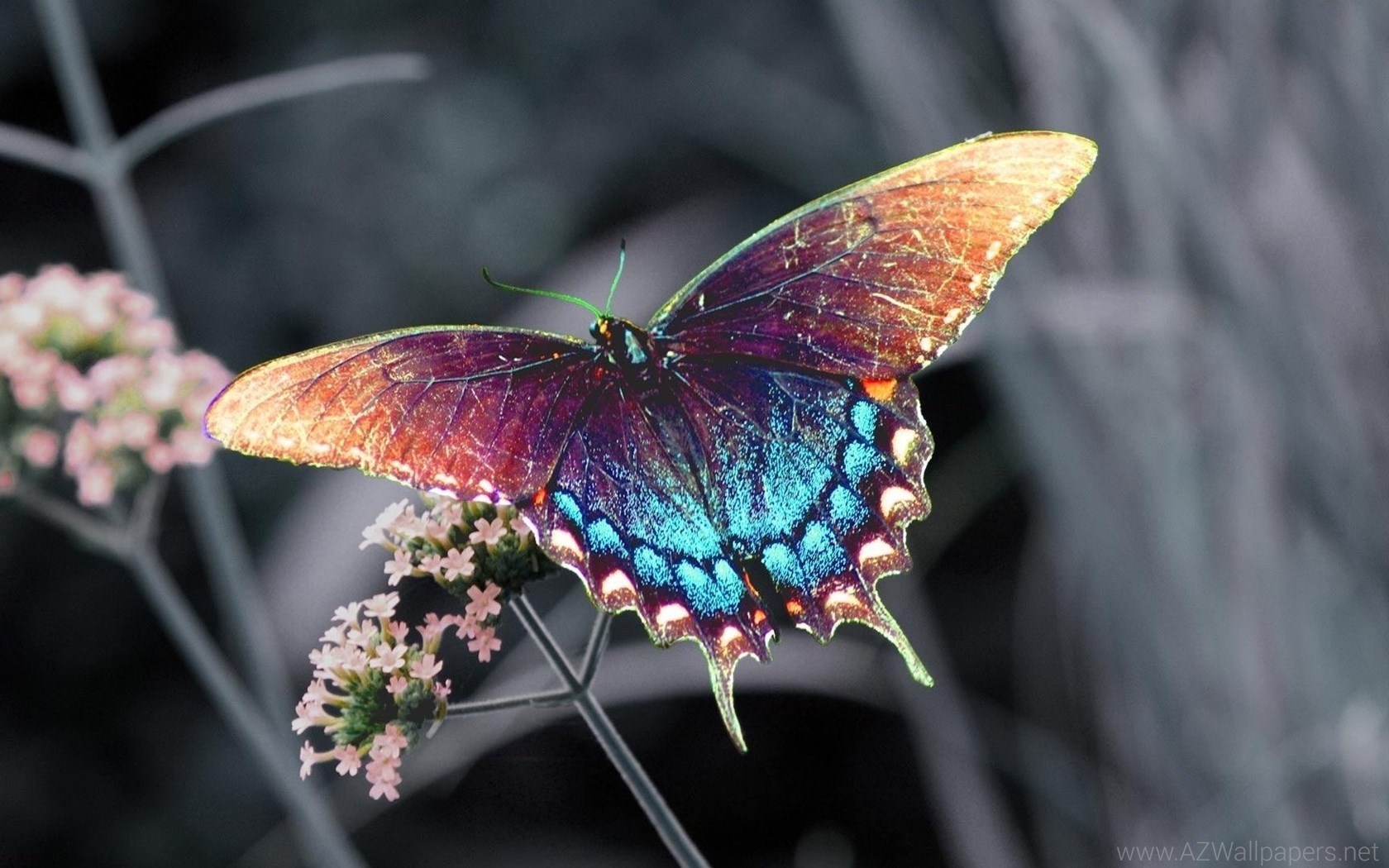 Download Beautiful Colorful 3d Hd Butterfly Wallpapers For Computers Laptops Desktop Background