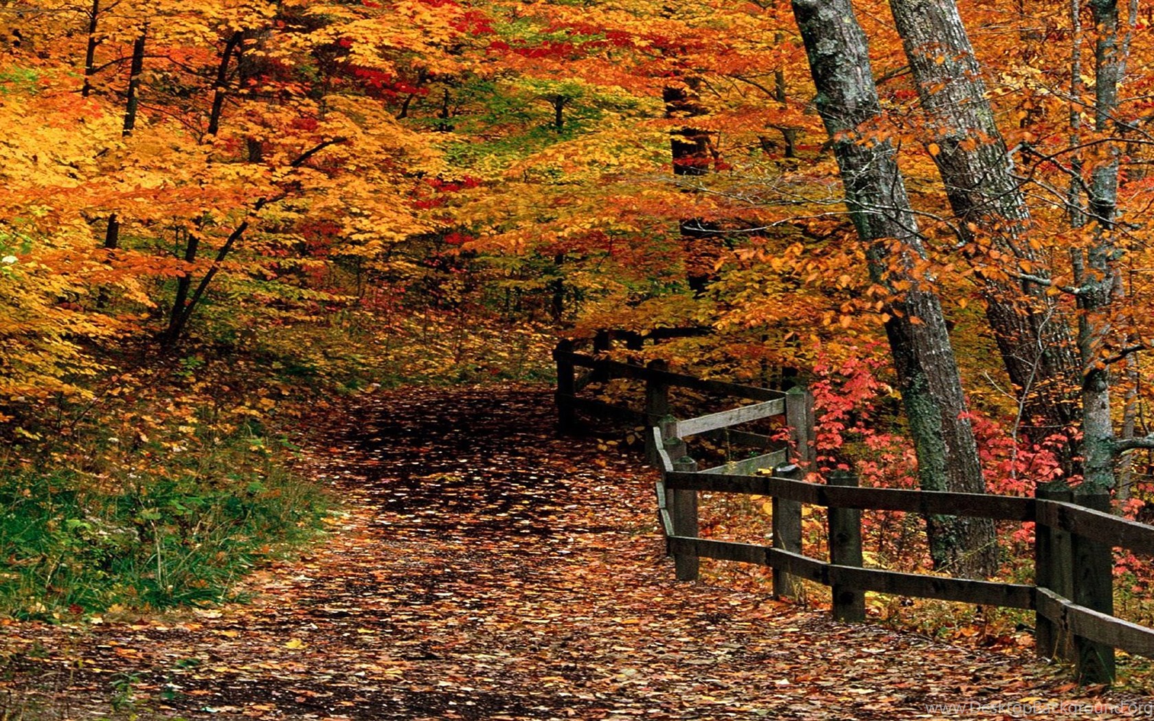Download Mccormick Creek State Park Indiana, Woods, Autumn, 1920x1080 HD .....