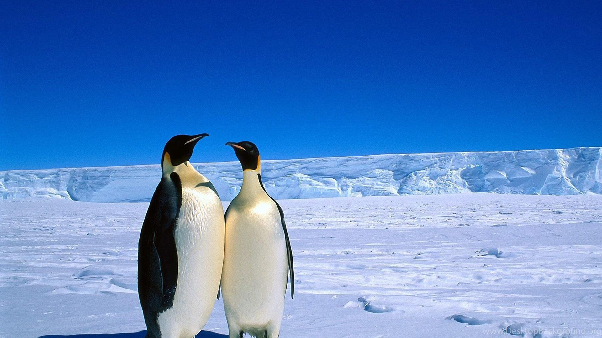 Жил был пингвин. Императорский Пингвин в Антарктиде. Пингвины в Антарктиде. Пингвины Южный полюс. Животные Арктики пингвины.