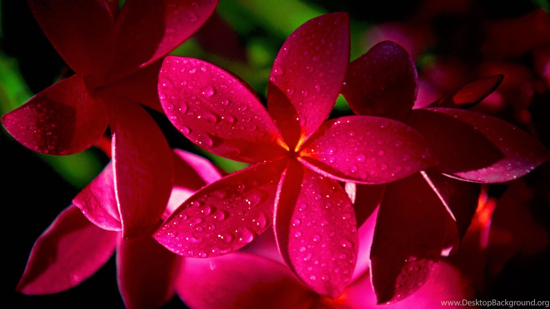 Beautiful Flowers Wallpapers For Desktop Hd Wallpapers High