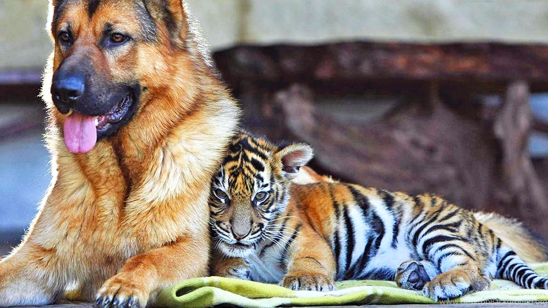 Cute Baby Tiger Wallpapers Tag Amazing Wallpaperz Desktop Background