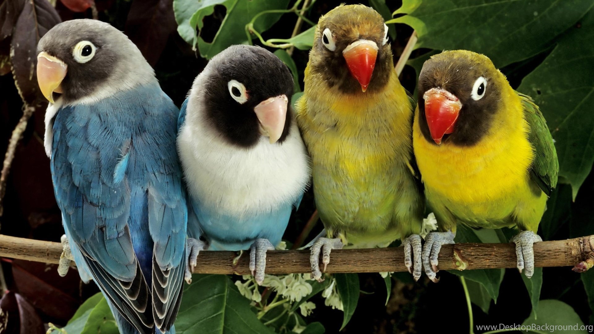 Desktop Hd Parrot Animals And Birds Wallpapers 3d Hd Pictures Desktop Background