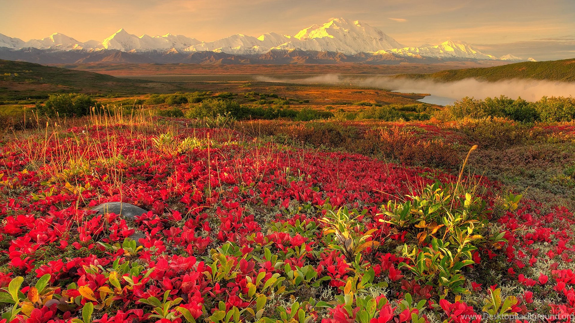 images Flower Field Desktop Wallpaper Hd red flower field wallpapers high