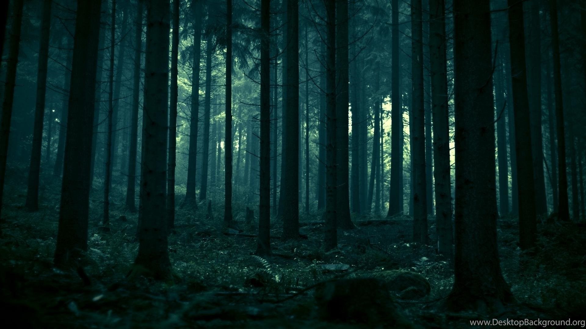 Dark Forest Wallpapers Desktop Background