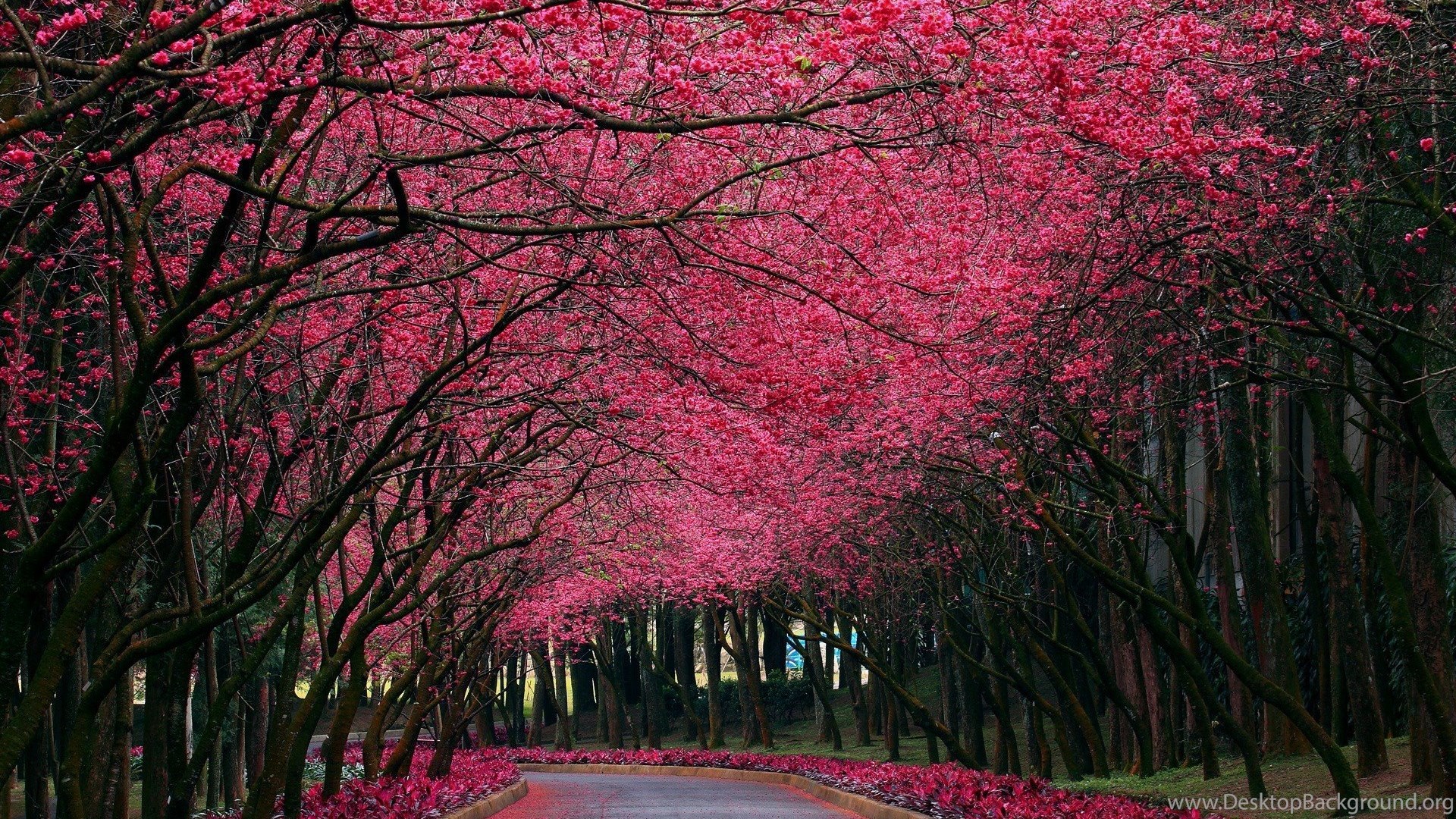 Pink Flowers Autumn Trees Park HD Wallpapers Desktop Background