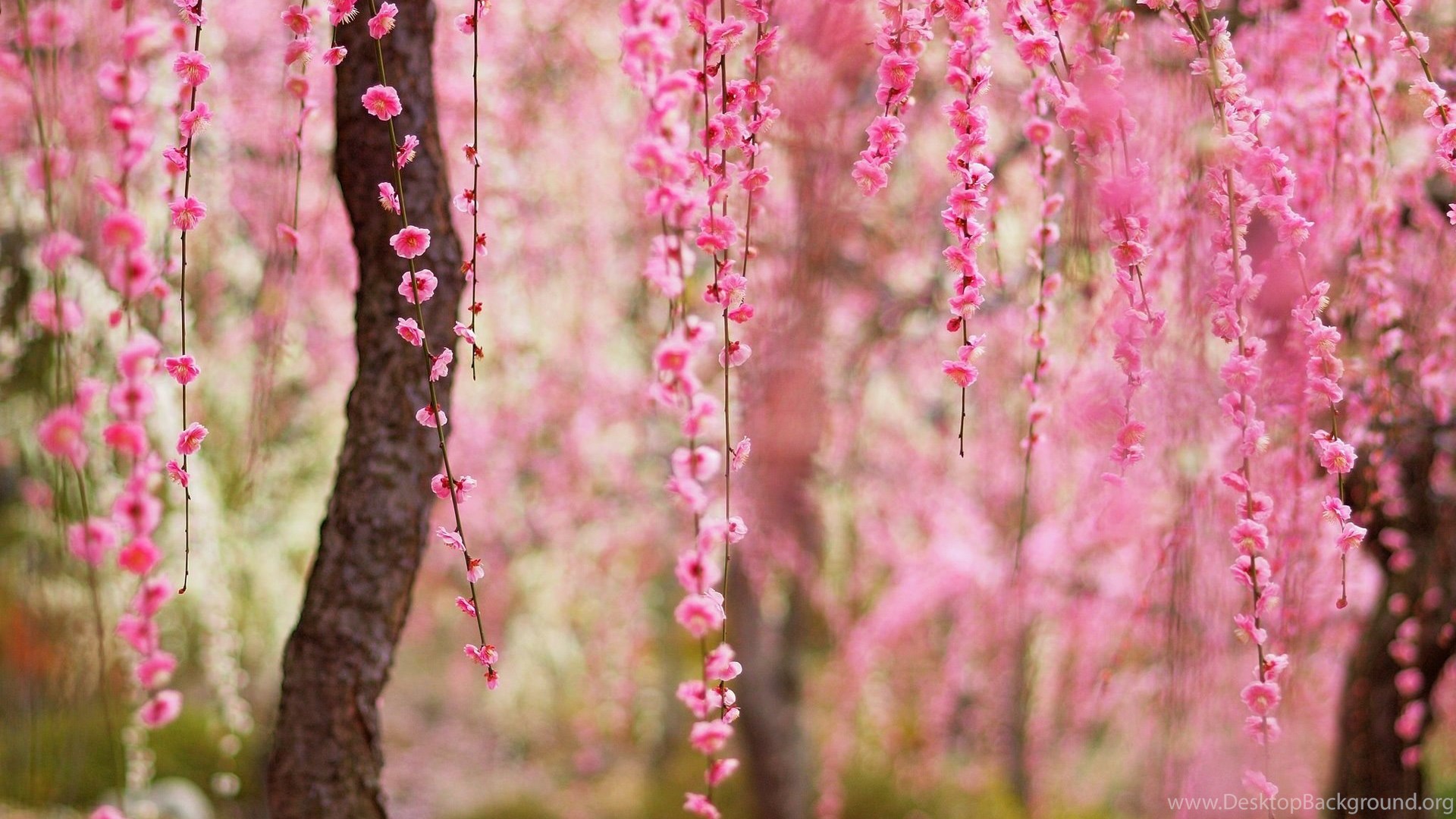 Beautiful Spring, Pink Flowers Bloom, Trees Wallpaper,Beautiful HD ...