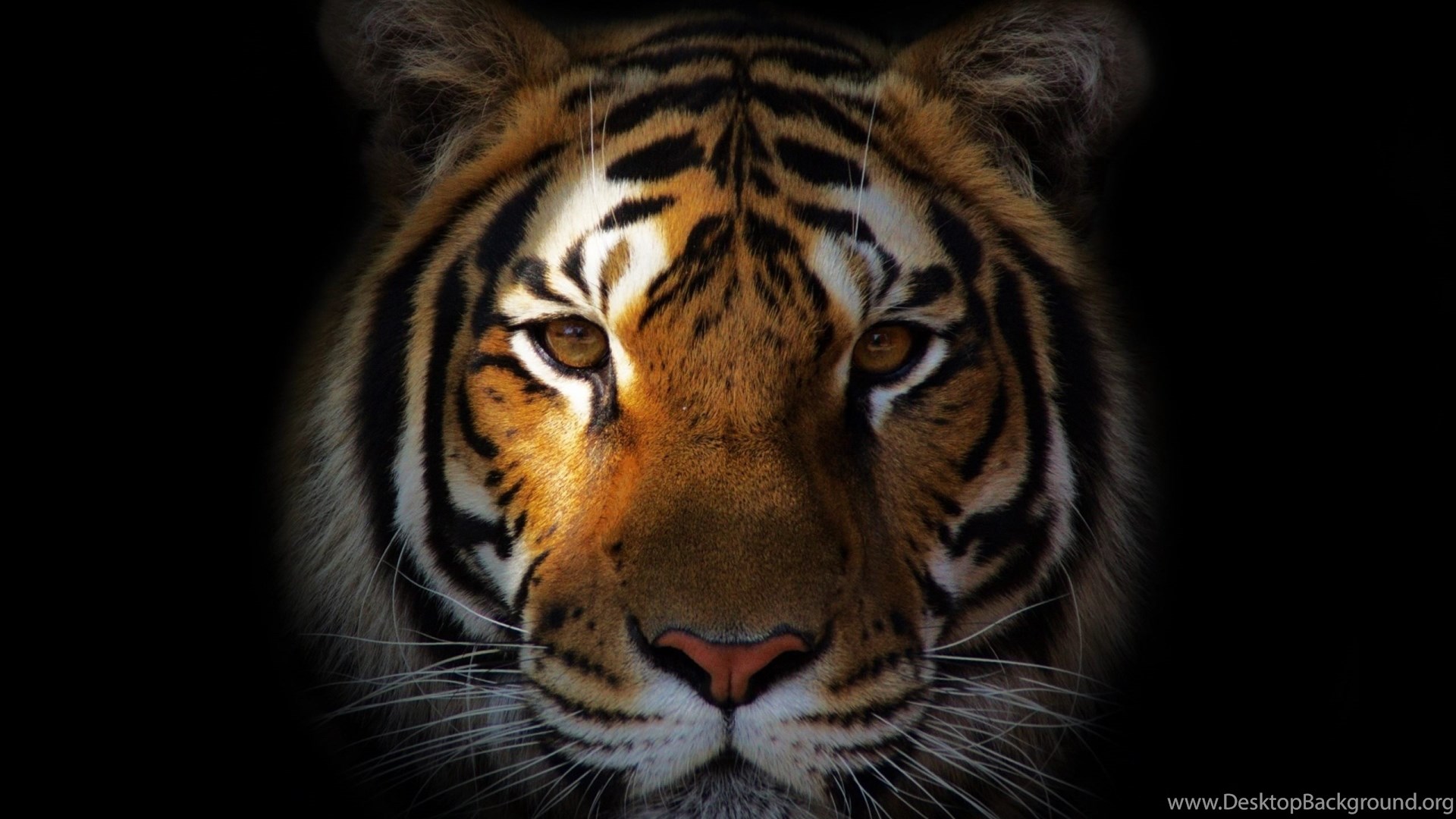 White Tiger Hd Wallpapers For Desktop Mobile Download Desktop