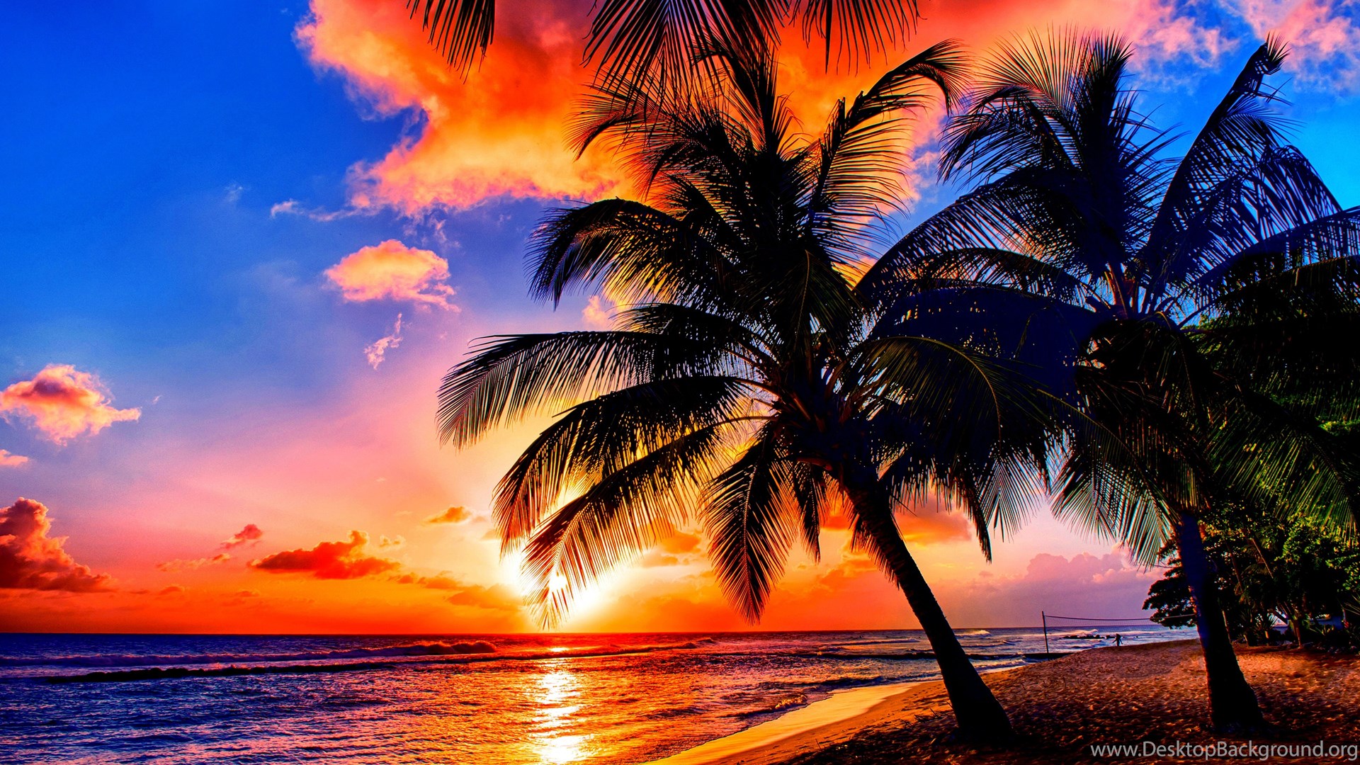 Beaches: TROPICAL SUN RISE Nature Sunrises Sea Coast Palms