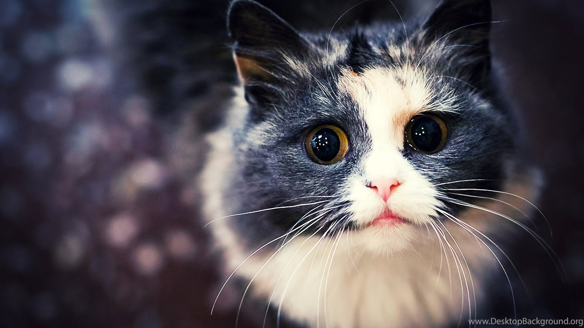 Cats Hd Wallpapers Hd Wallpaper Backgrounds Of Your Choice Desktop