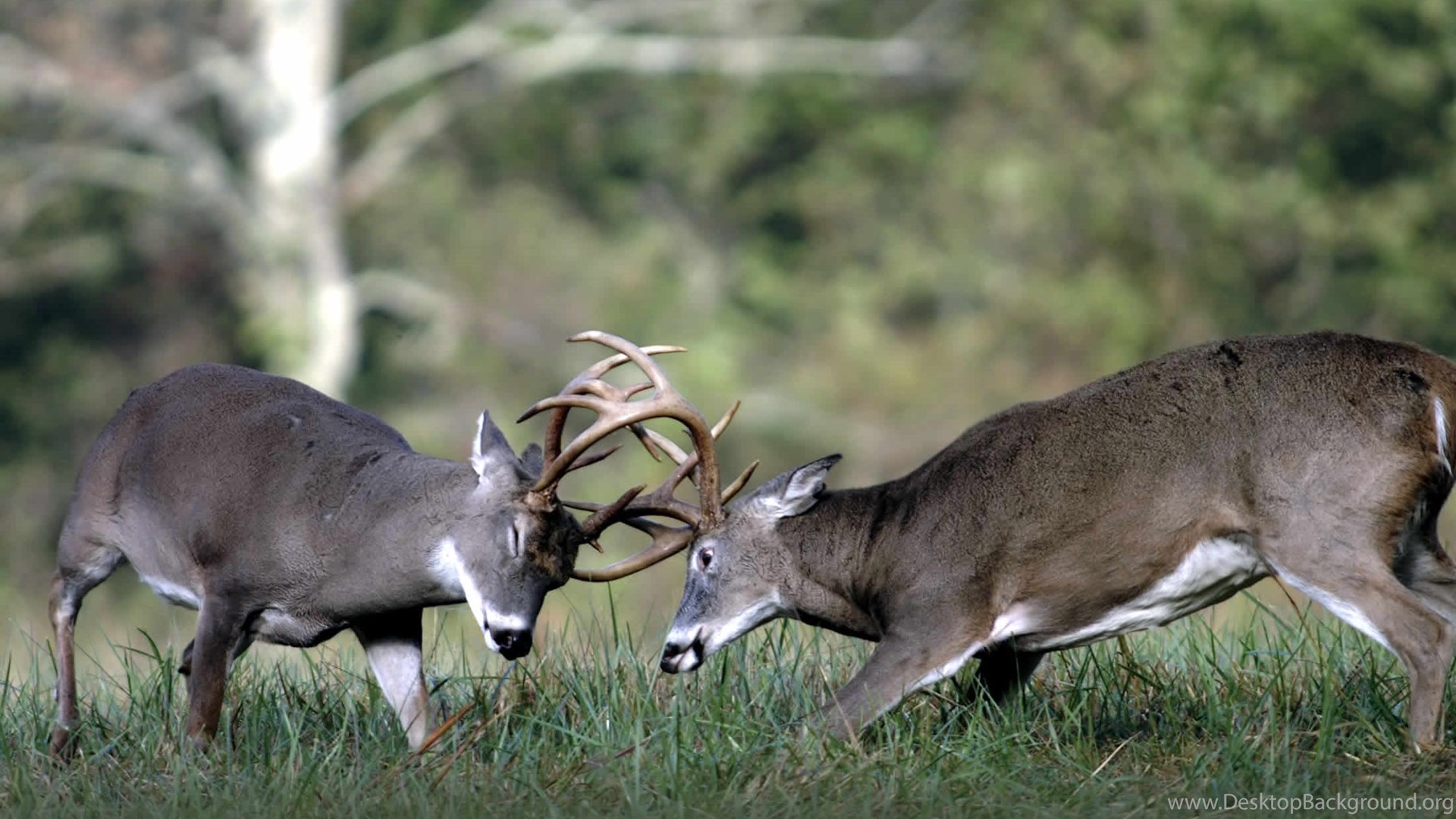 Big Buck Images Desktop Background