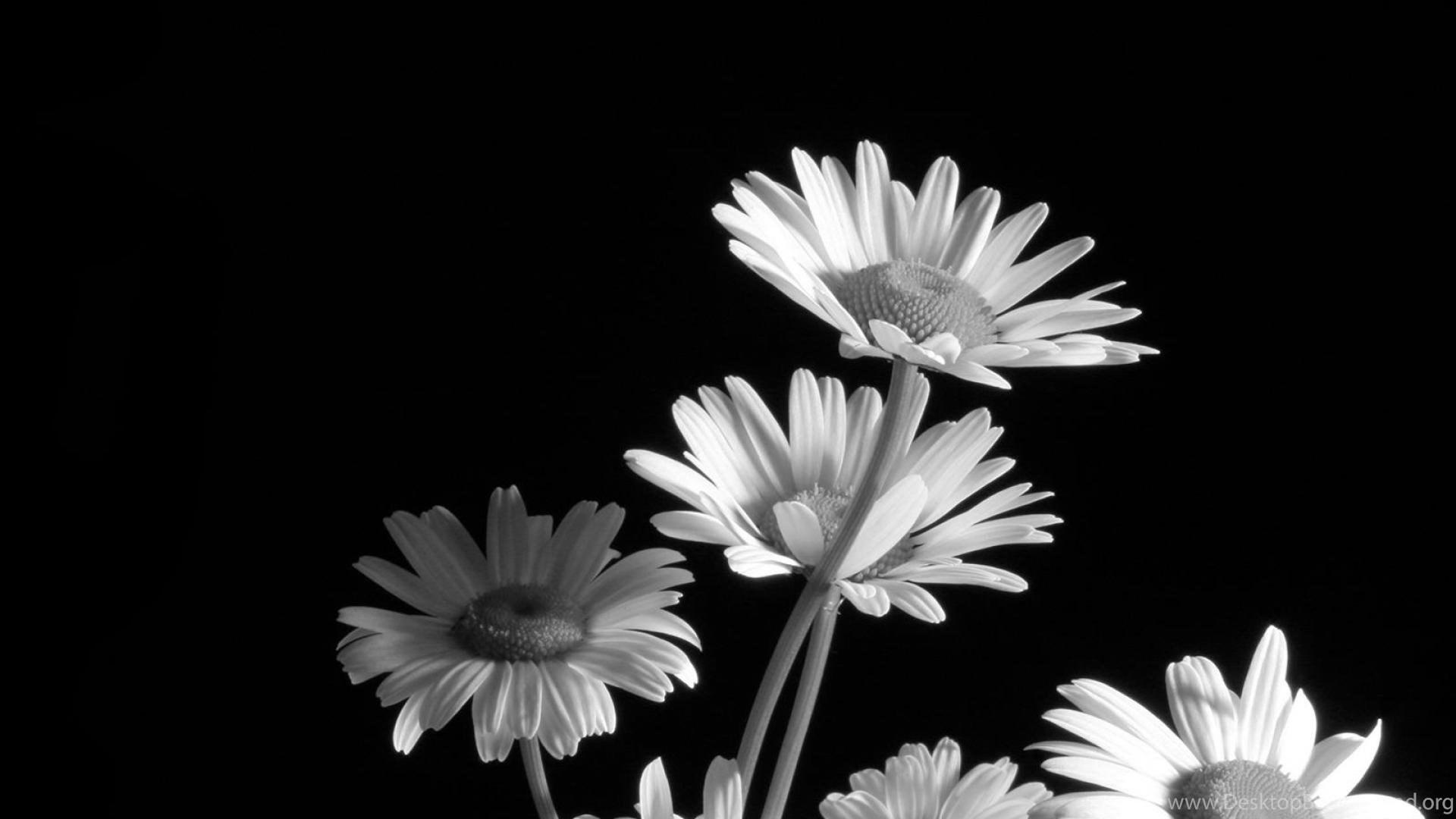 Black And White Flower Wallpapers » WallDevil Best Free HD ...