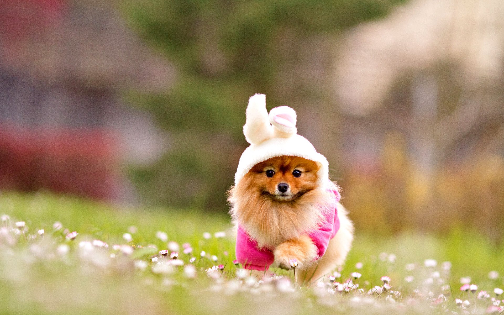 Lovely Dog Wallpapers Download Wallpapers Cute Puppy Desktop Background