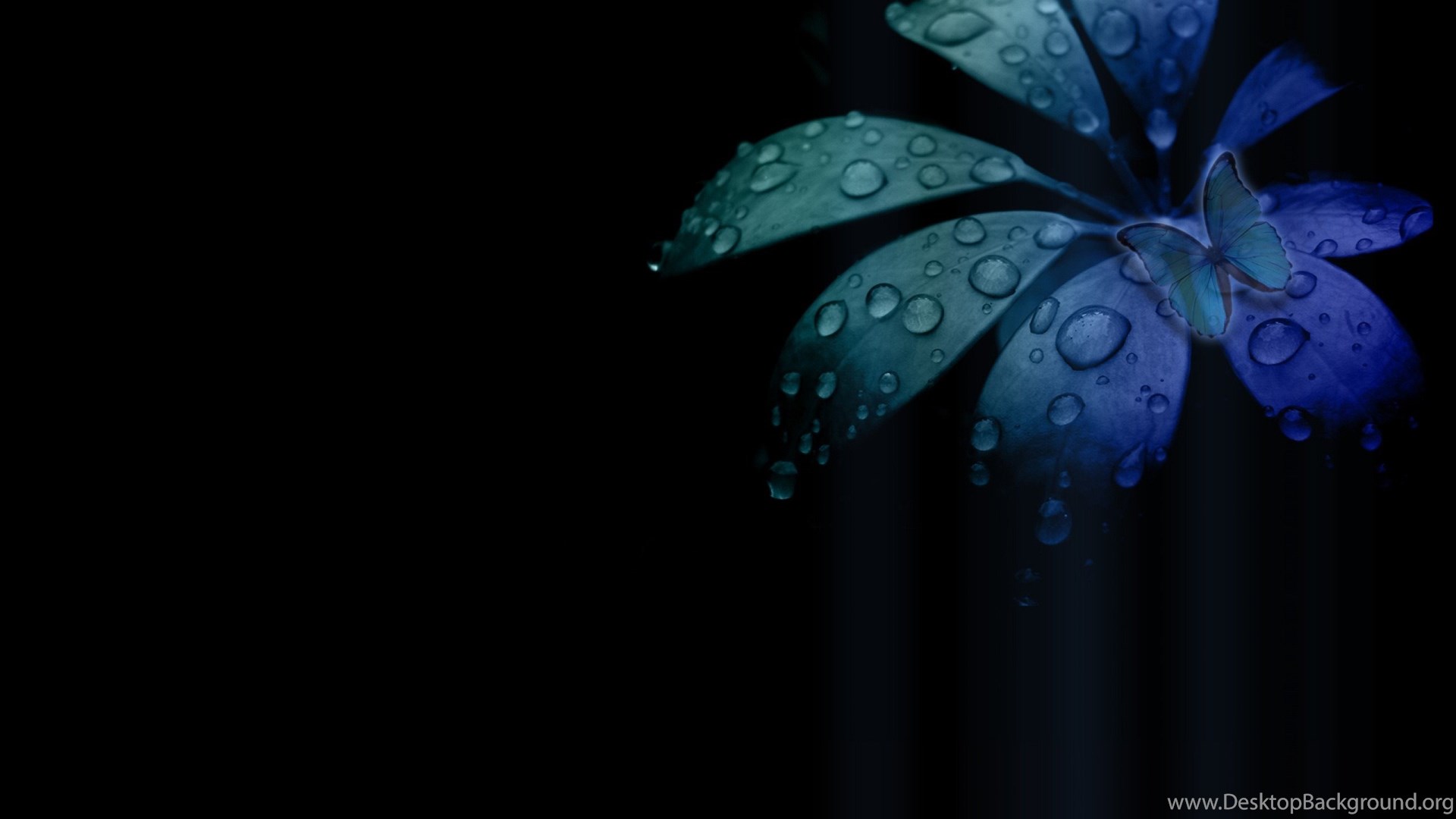 High Resolution Black Flower Desktop Wallpapers Hd 3 Full Size