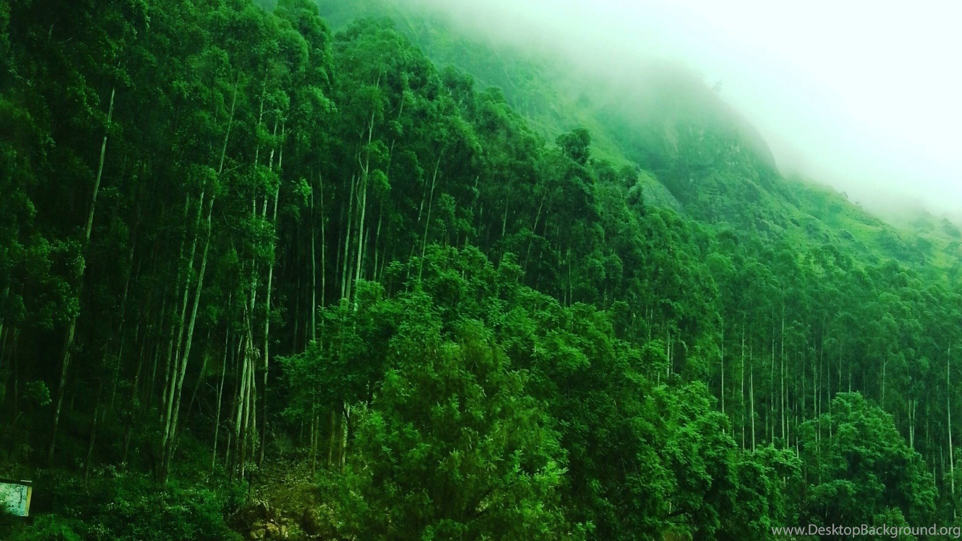 At Munnar H   ill Station Kerala India Wallpapers In