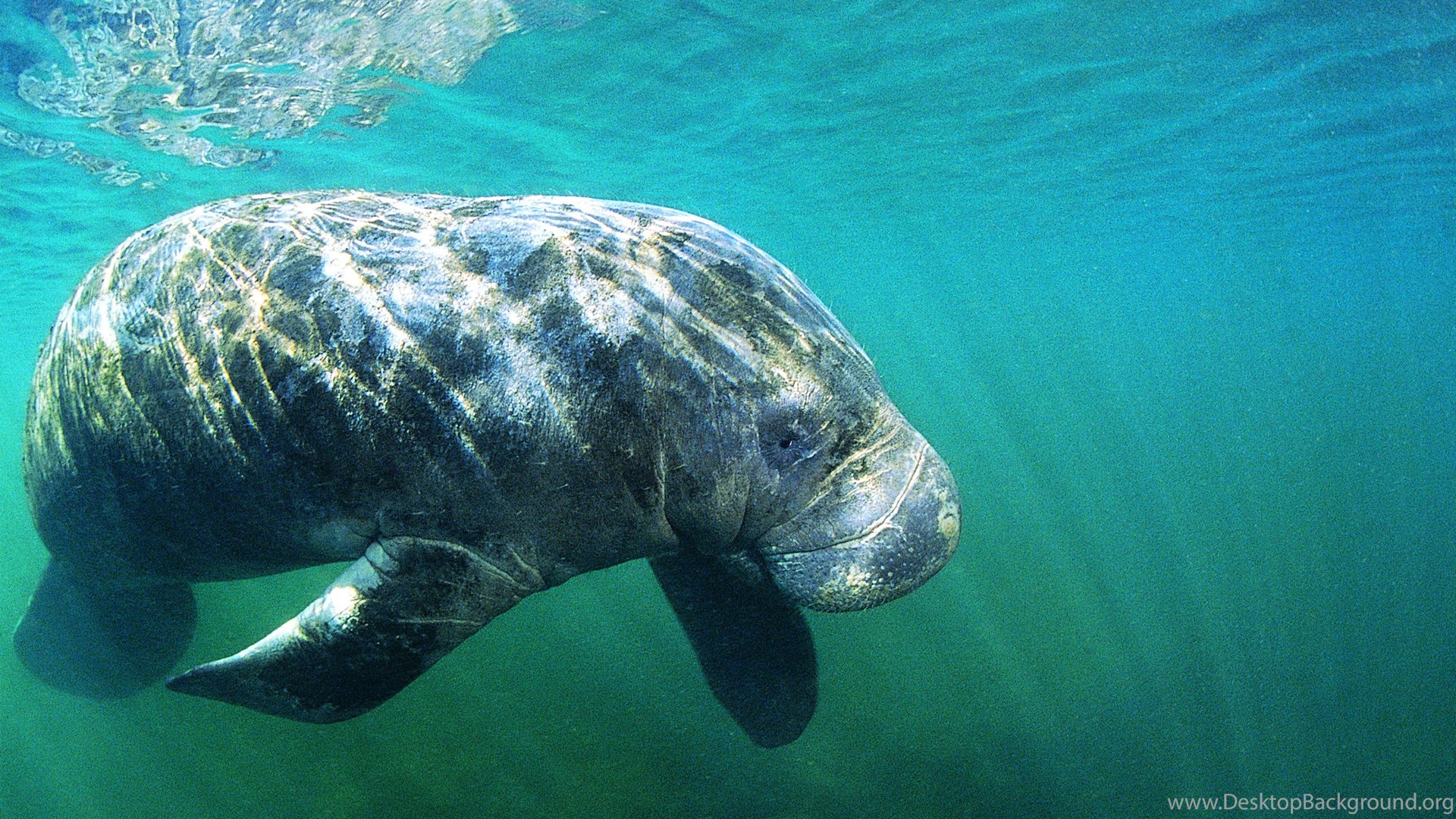 Animals Wildlife Manatee Mammals Sirenia Sea Cows Desktop Background