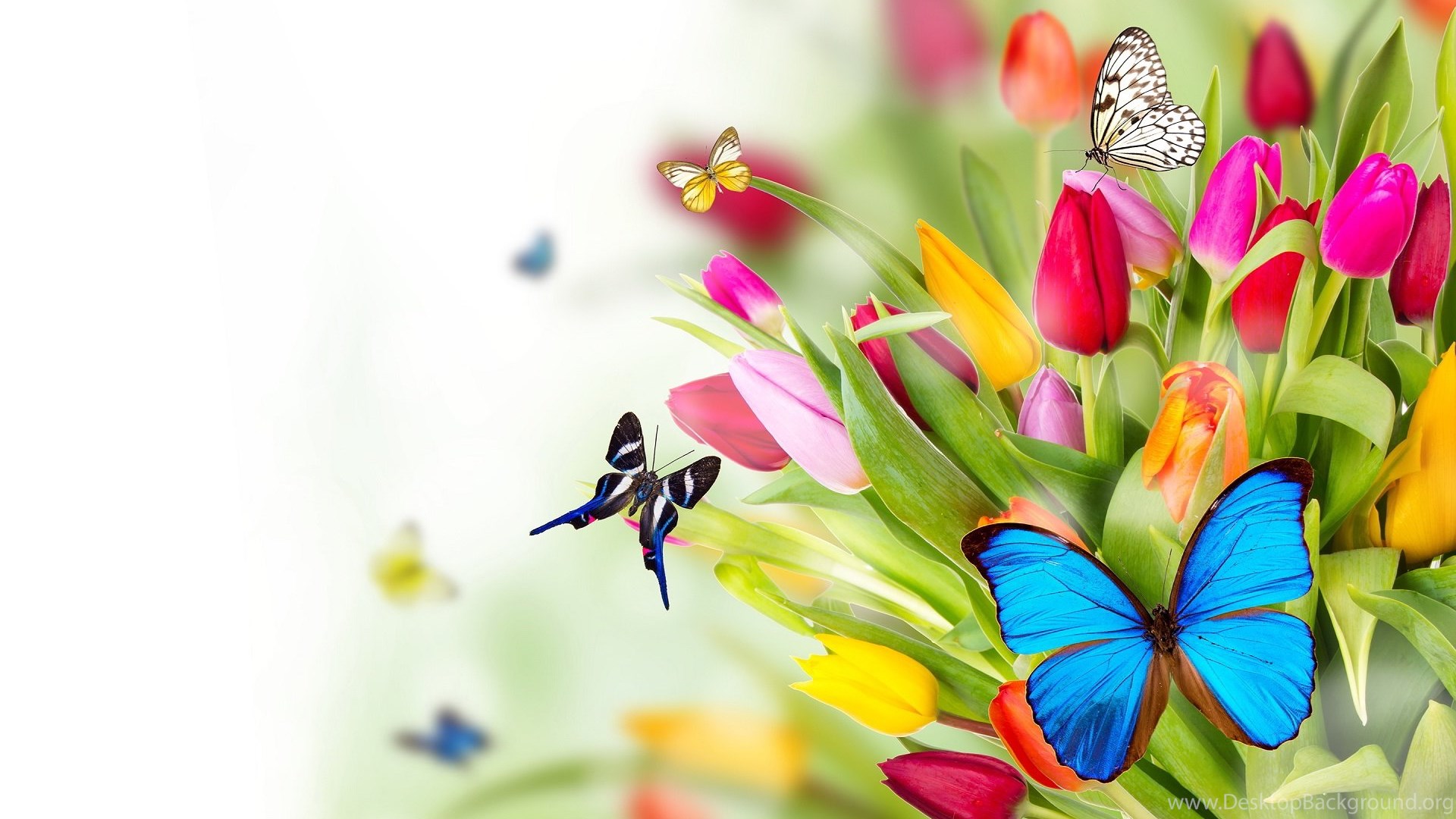 Awesome Colorful Butterflies Hd Backgrounds Unique Hd ...