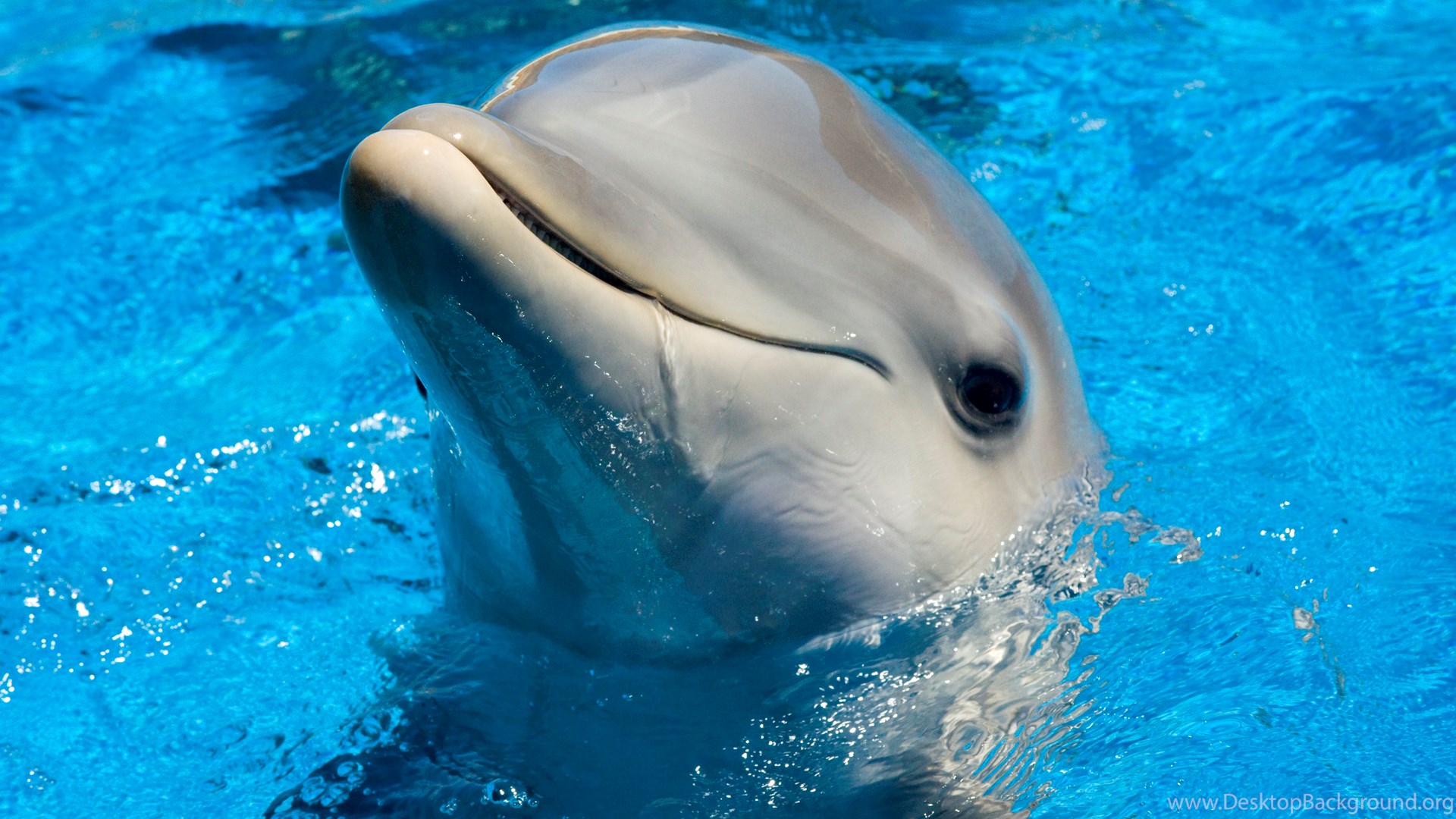  Cute  Dolphin  Wallpapers  Pictures Photos Images Dolphins  
