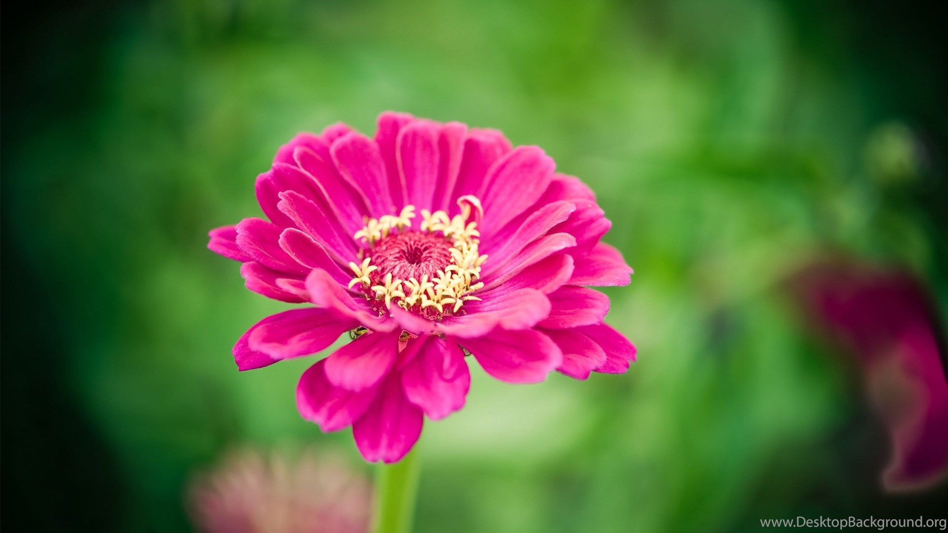 Single Red Flower Ultra Hd Wallpapers For Desktop Mobile Desktop Background Join now to share and explore tons of collections of awesome wallpapers. single red flower ultra hd wallpapers