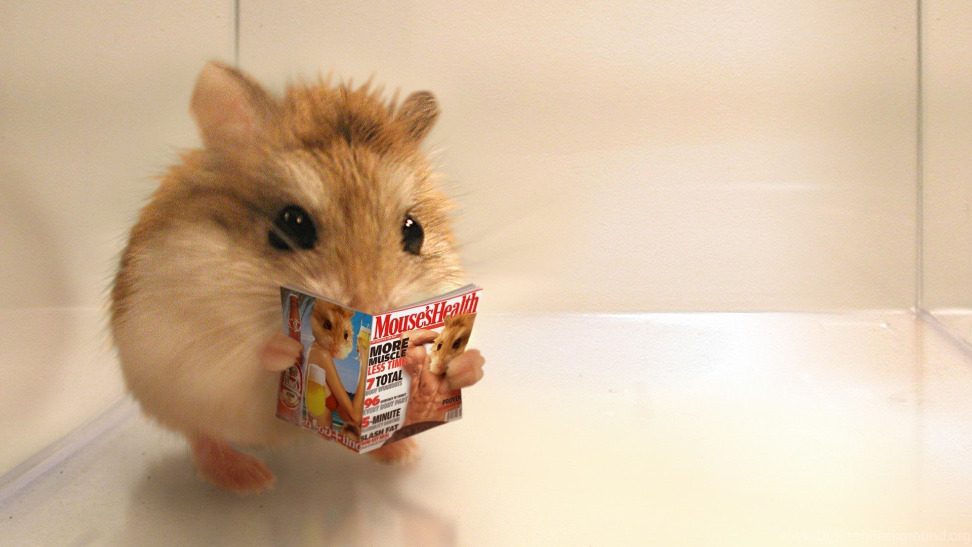 Download Rodents Reading Heritage Funny Adorable Comment Cute Carlitopolis ...