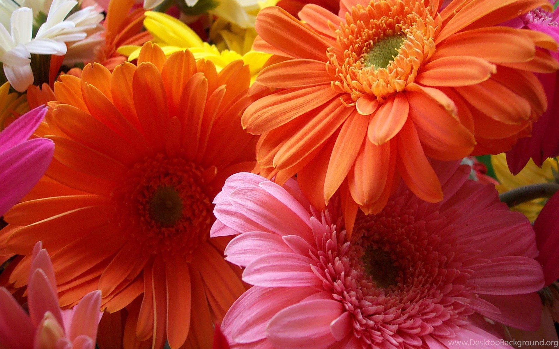 top colorful gerbera daisy wallpaper