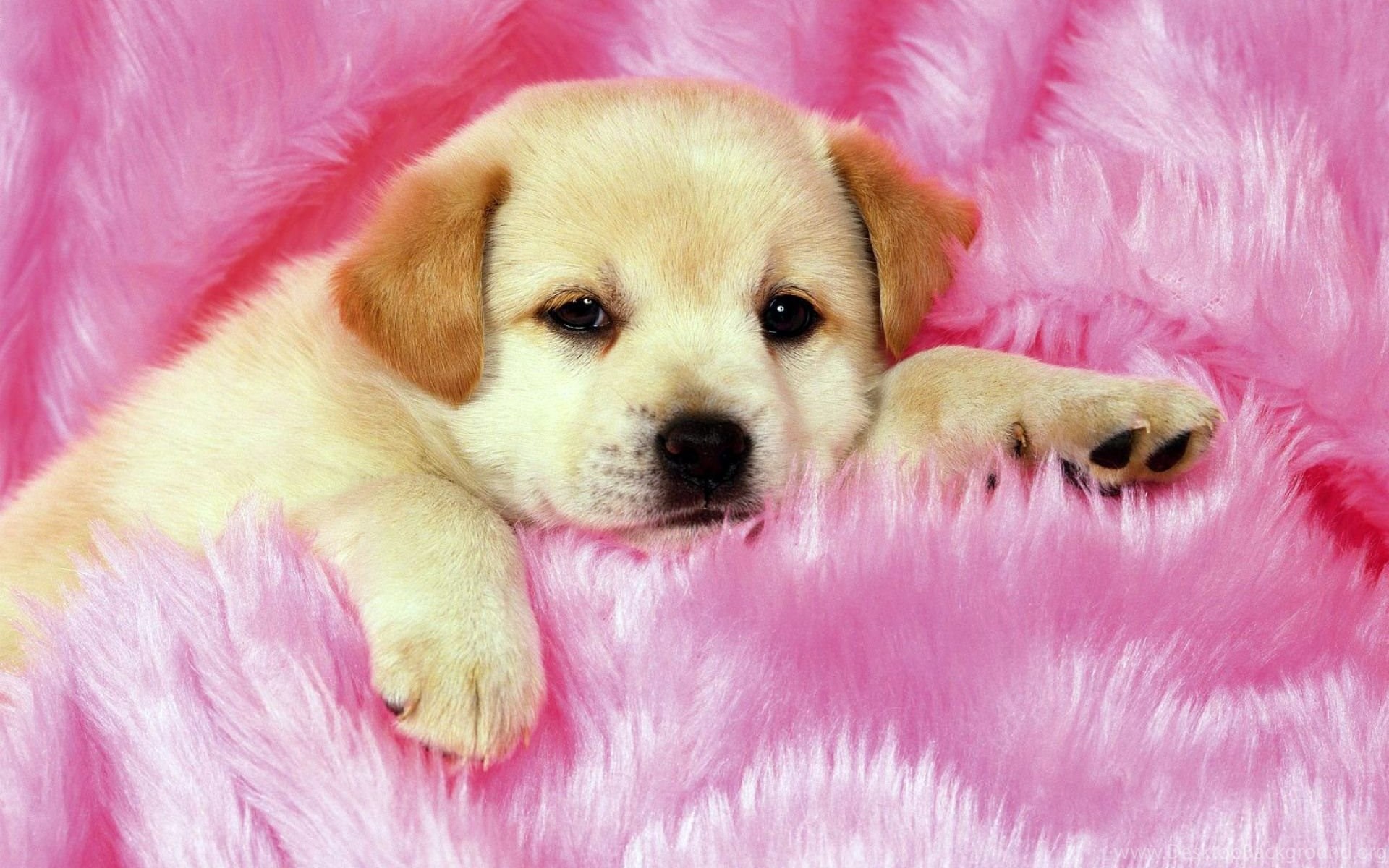 Cute Little Puppies Backgrounds Image Search 4327 Hd Wallpapers