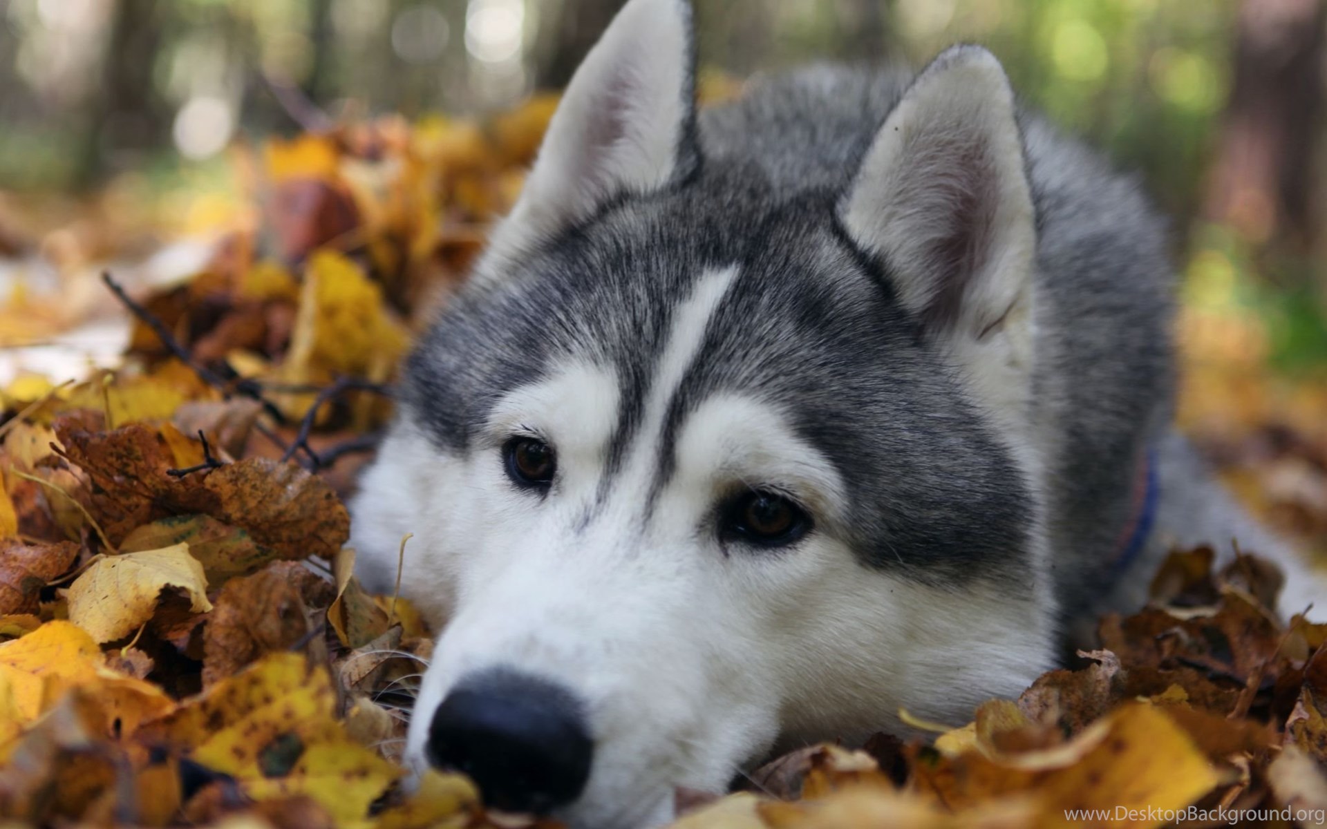 cute husky wallpaper cute face siberian husky dog wallpaper background jpg desktop background