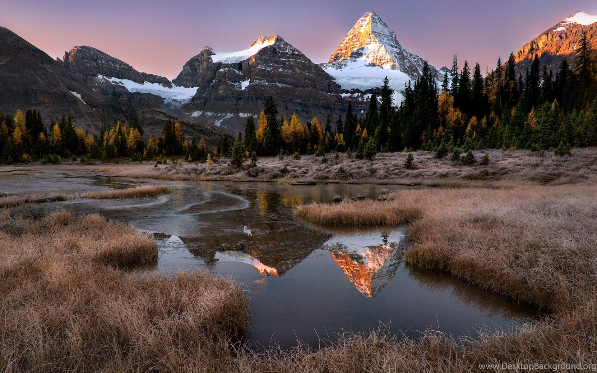 Assiniboine Forest