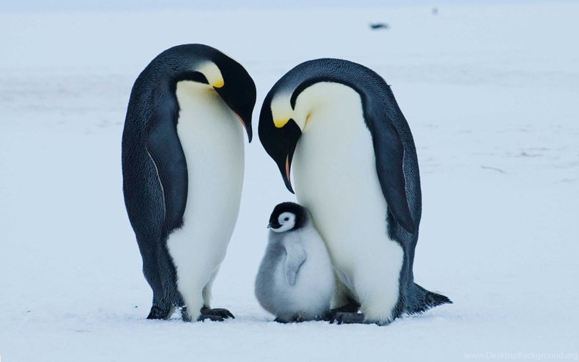 Императорские пингвины живут. Императорский Пингвин в Антарктиде. Королевский Пингвин в Антарктиде. Пингвины в Антарктиде. Императорский Пингвин Антарктида Континент.