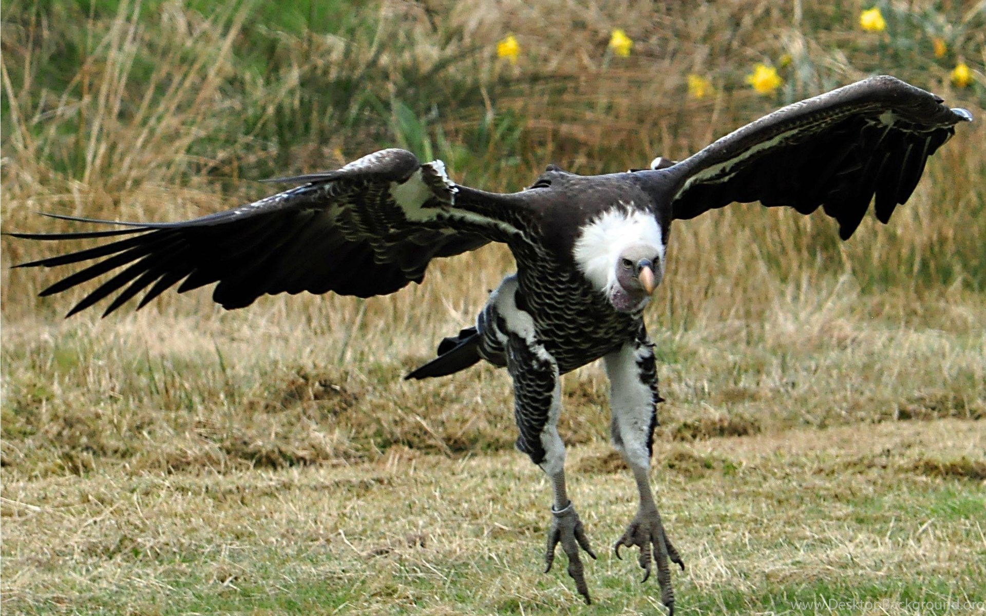 Vulture hd hot sale