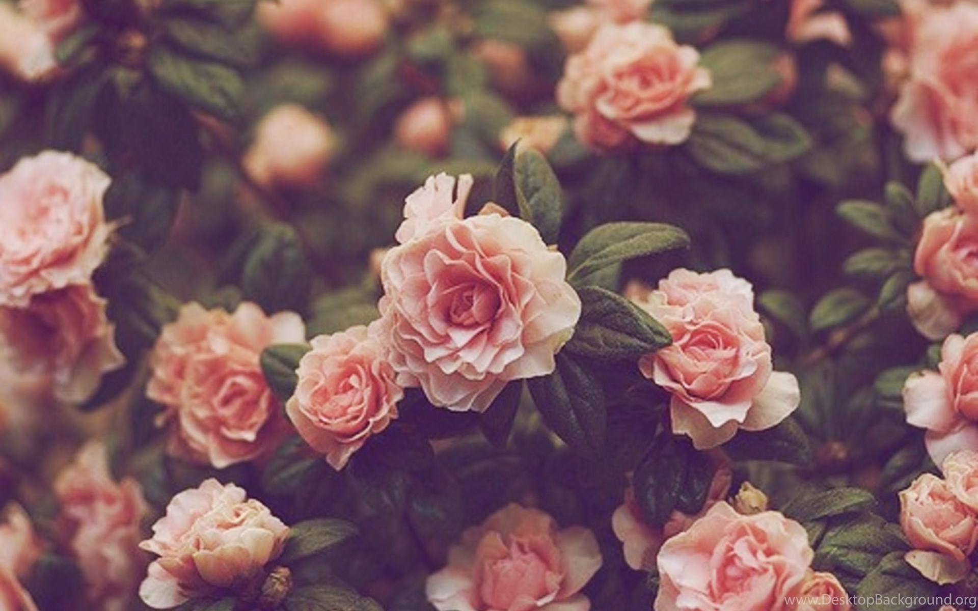 Rose Gold Background Hd Tumblr Wallpaper space wallpaper fur desktop galaxy wallpaper wallpaper for computer wallpaper iphone disney cute laptop wallpaper tumblr wallpaper wallpaper backgrounds. red roses image blogger