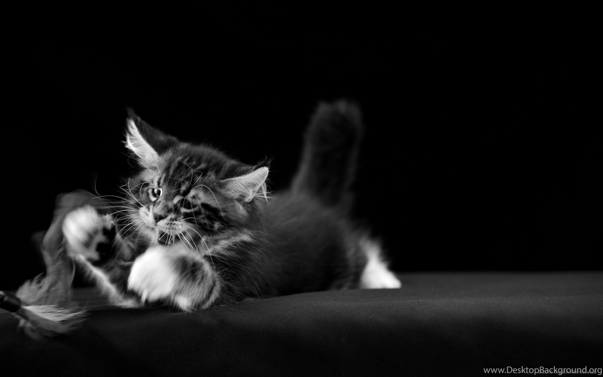 2160x1440 Cat Wallpaper Pics Wallpapers Desktop Background 3840x2160 black car wallpaper beautiful 4k ultra hd audi wallpaper hd desktop>. 2160x1440 cat wallpaper pics