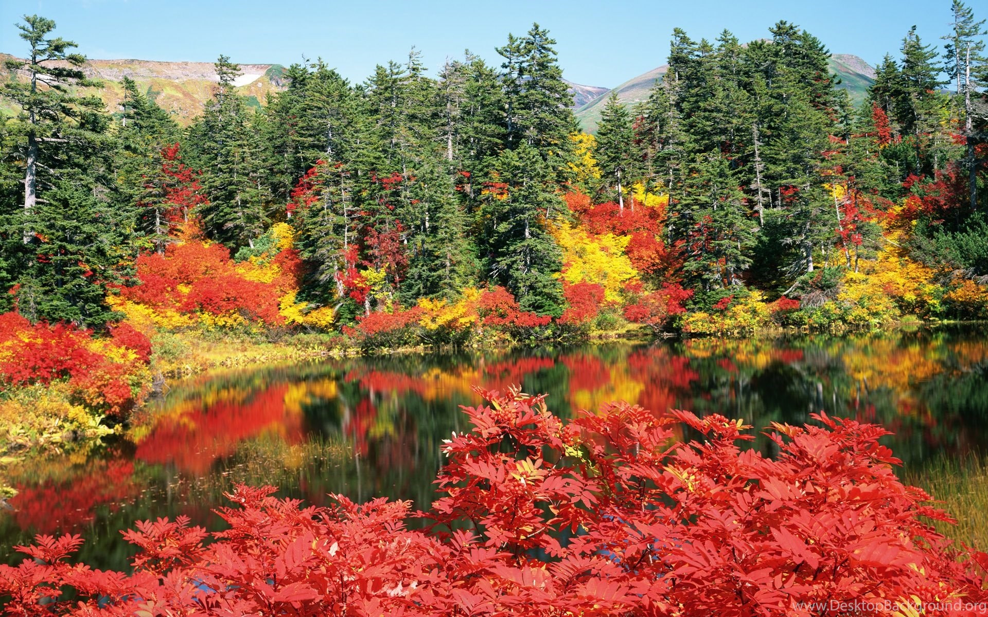 Яркие цвета природы. Осенний кленовый лес Вайоминг. Осенняя природа. Природа осень. Красивая осень.