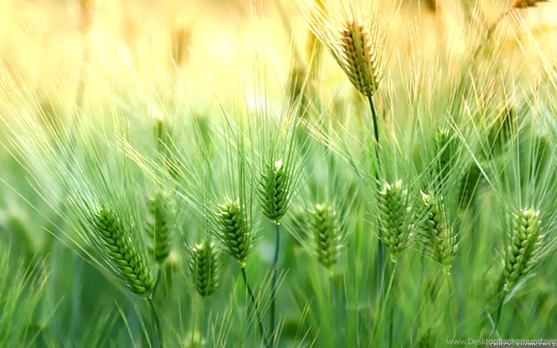 Зеленое жито. Зеленые колосья пшеницы. Зеленое поле пшеницы. Поле с зелеными колосками. Колосья травы.