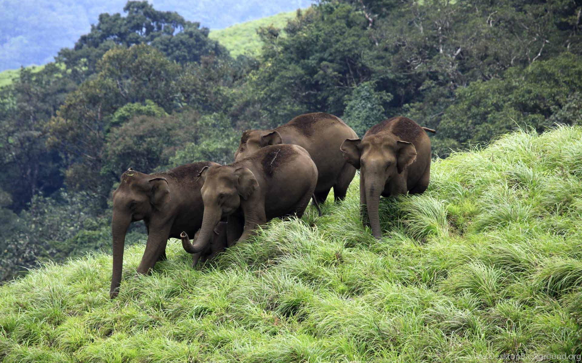 Elephants From Kerala In Hd Wallpapers Desktop Background