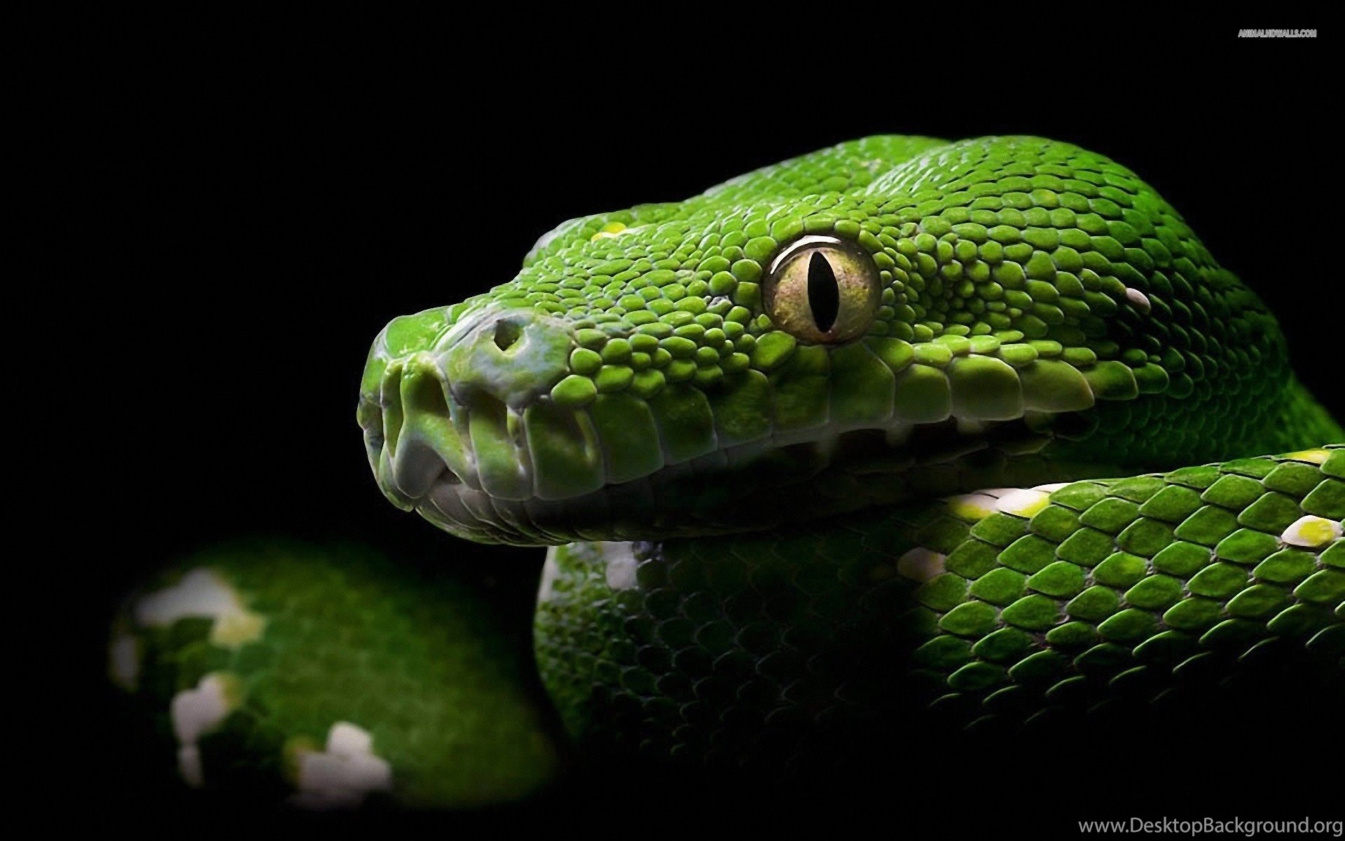 Большие зеленые змеи. Собакоголовый удав. Змея питон зеленый. Змея Тайпан голубая. Зеленая Кобра змея.