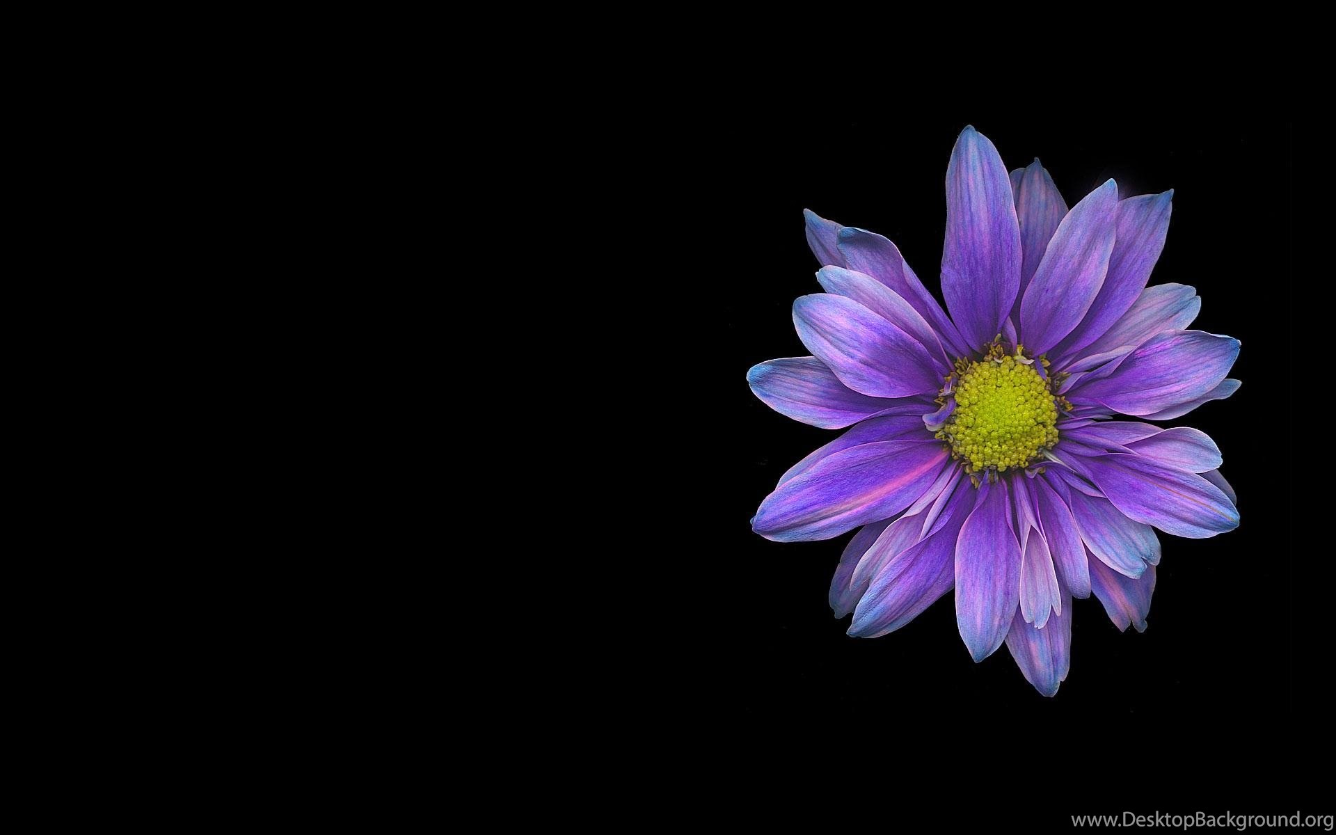 Single Flower Wallpapers Wallpapers Cave Desktop Background