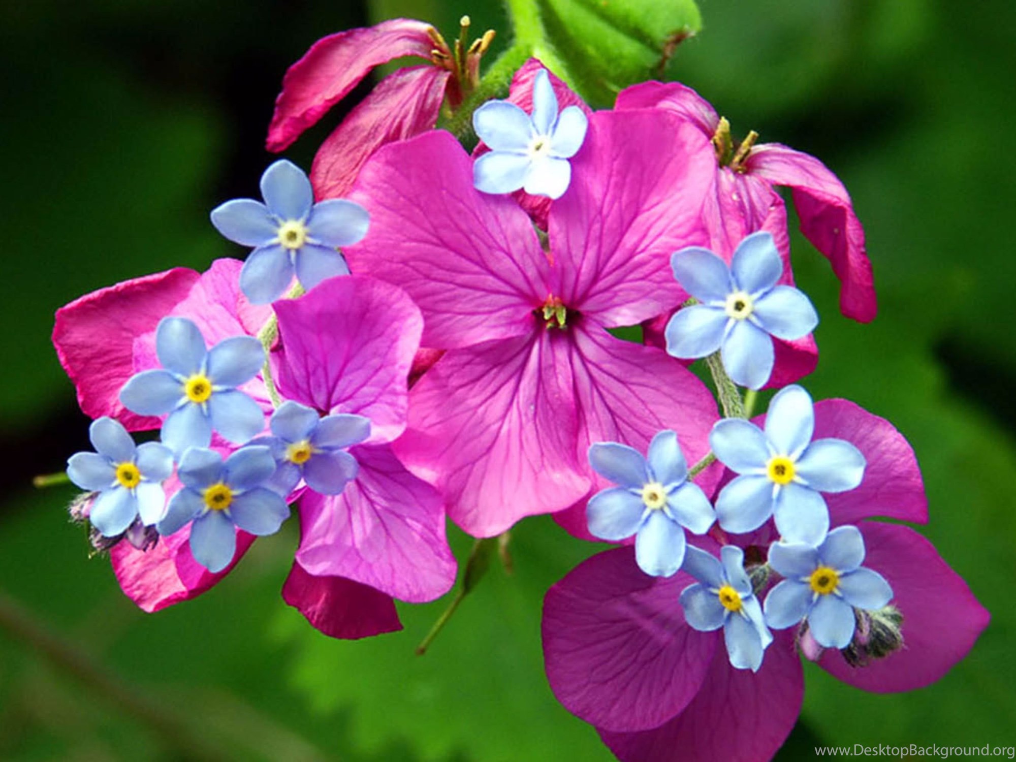 Gpo flowers. Цветочки. Красивые растения. Красивые цветы. Красивые цветочки.