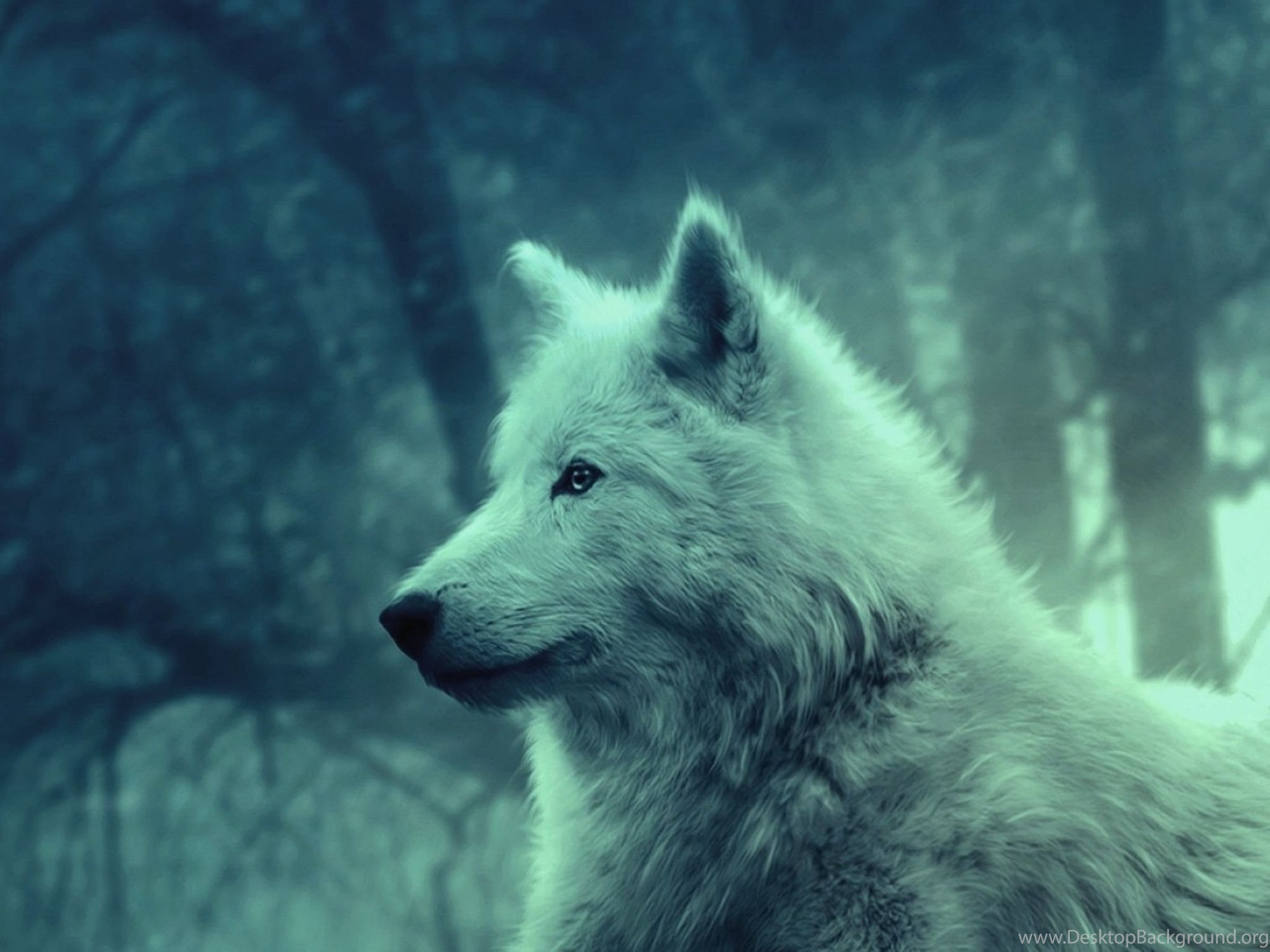 Wolf light. Белый волк фото. Белый волк взгляд. Large White Wolf.