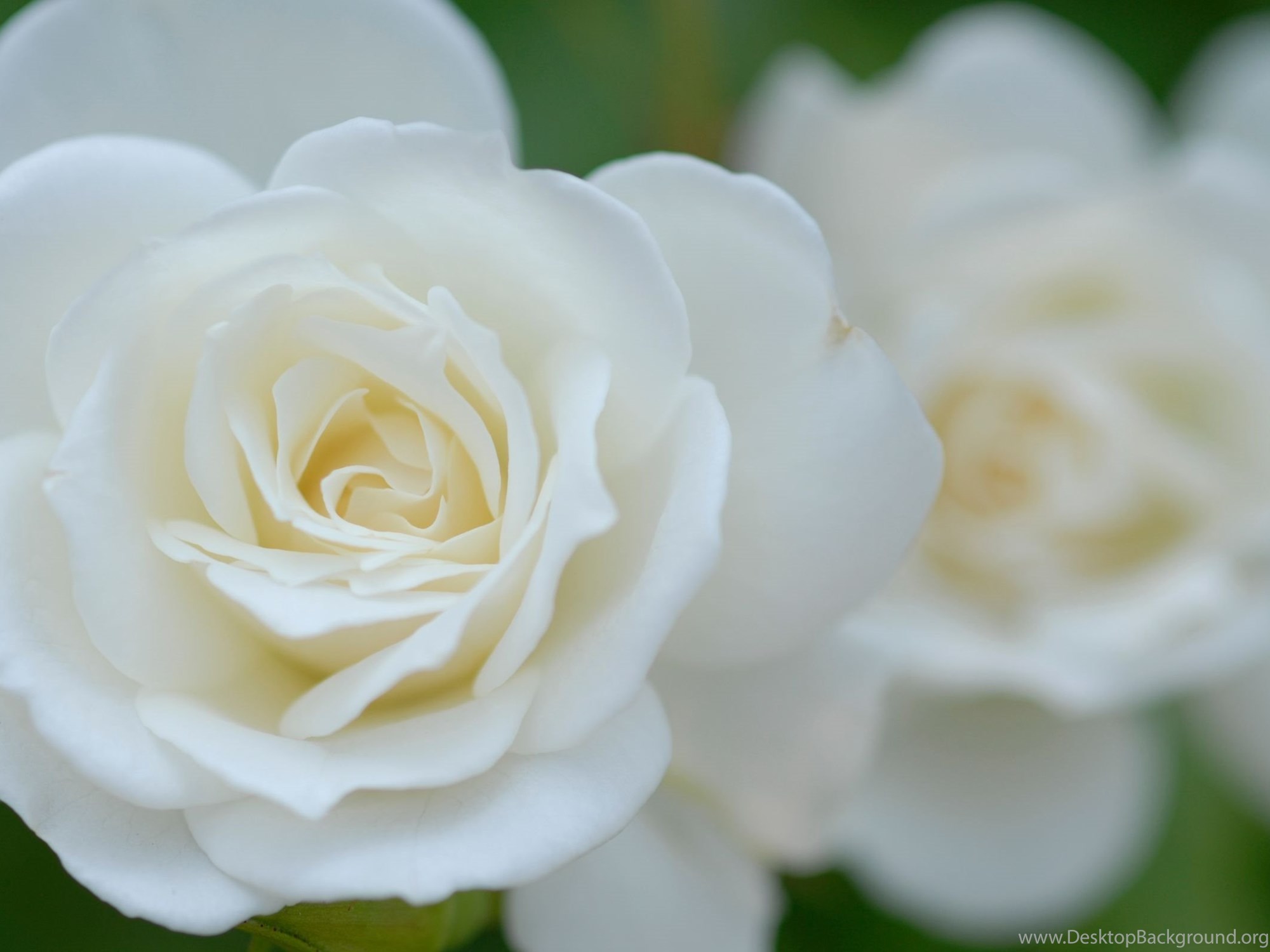 Белые розы оттенки. Бутон белой розы.