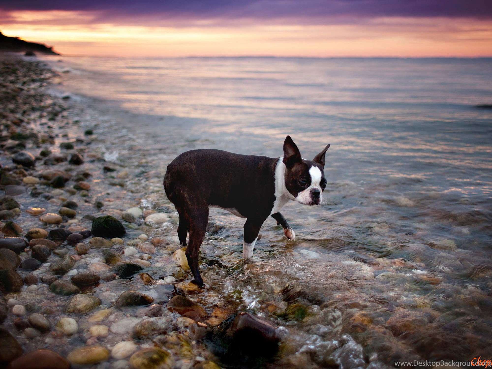Boston terrier best sale beach