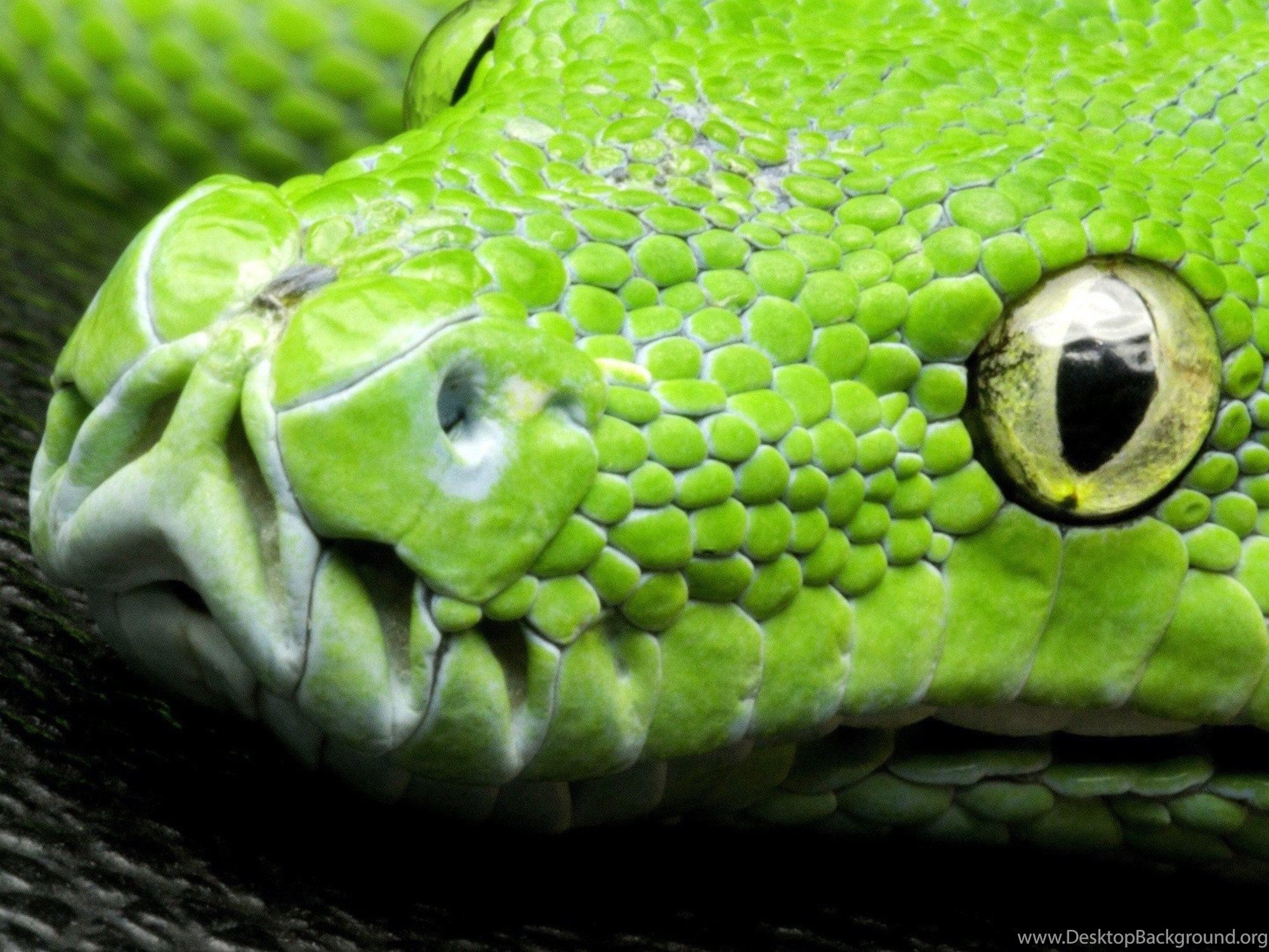 самые красивые фото змей