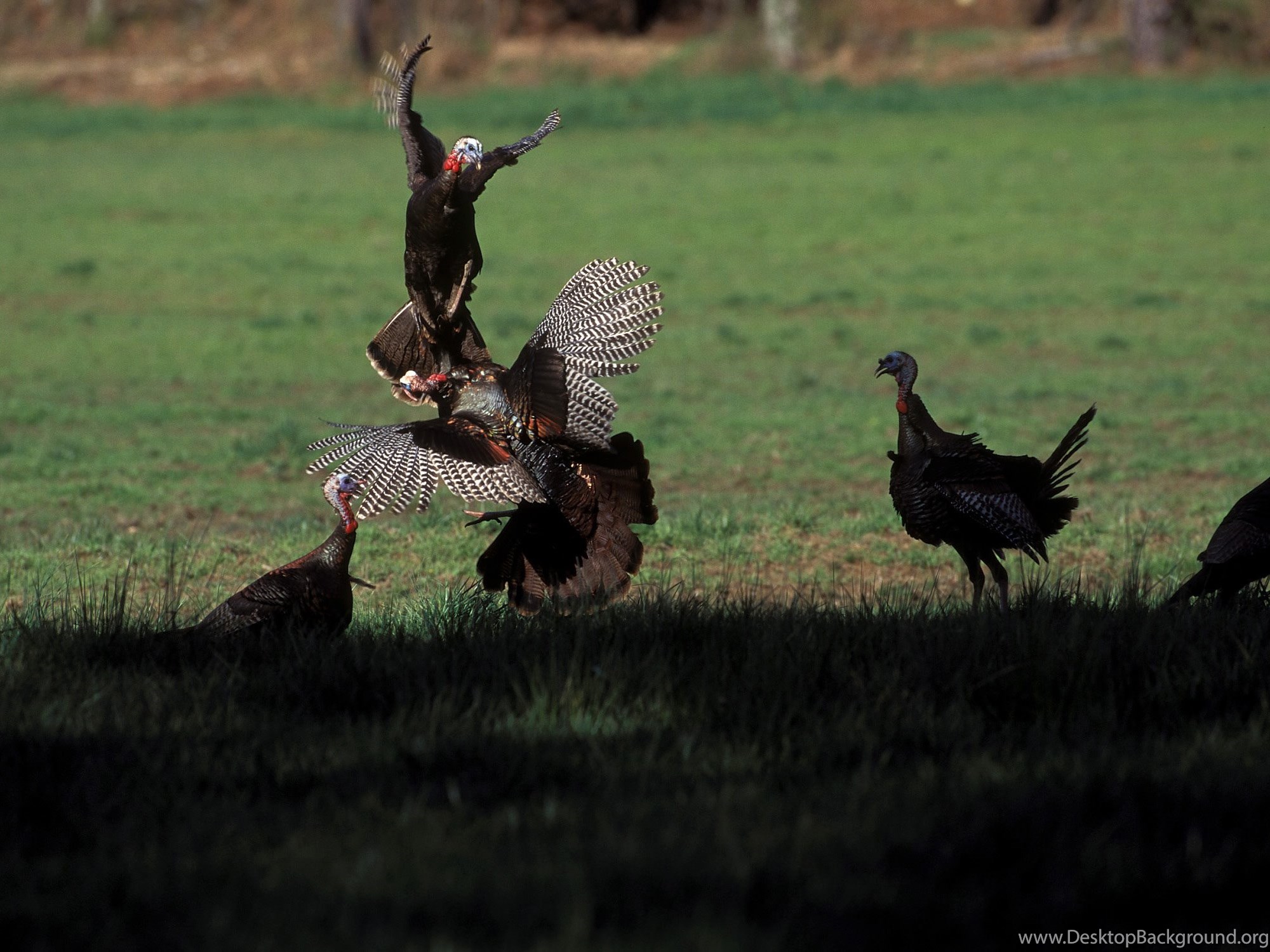 Download Turkey Hunting In Louisiana Fullscreen Standart 4:3 2000x1500 Desk...