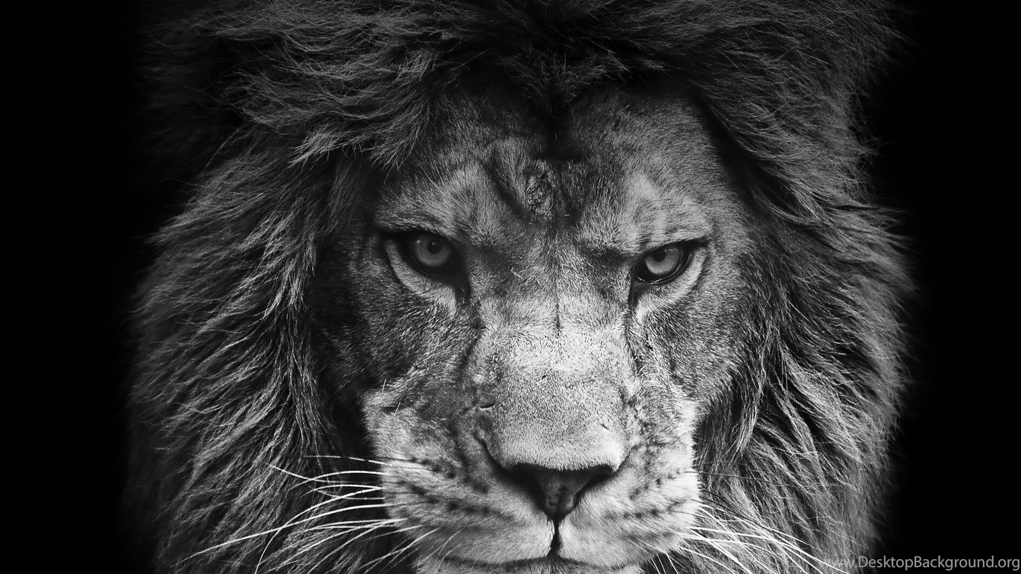 Download The Black King Lion Wallpapers ANIMALS ANIMALS Widescreen Dual Scr...