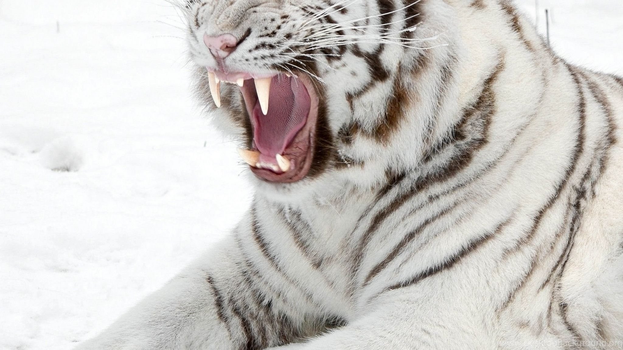 Пробуждение тигра. Снежный тигр. Белый тигр. Белый тигр с голубыми глазами. Амурский тигр белый.