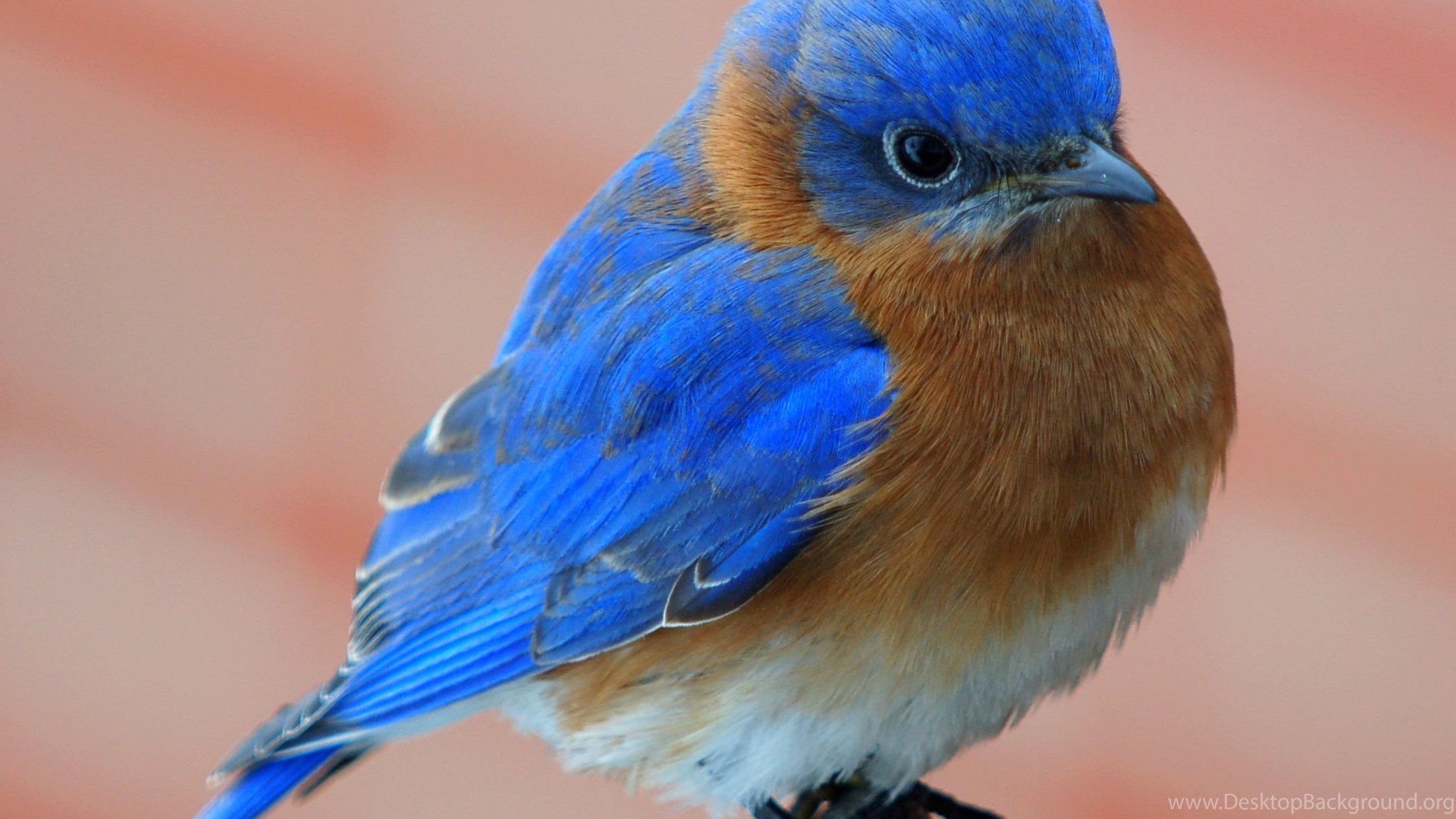 Bluebird. Зунзинито птичка. Малиновогрудая петроика. Малиновогрудая петроика Petroica rodinogaster. Маленькие синие птички.