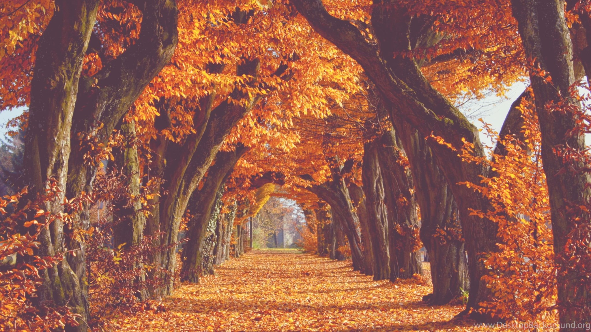 Pic > Fall Backgrounds Tumblr Desktop Background