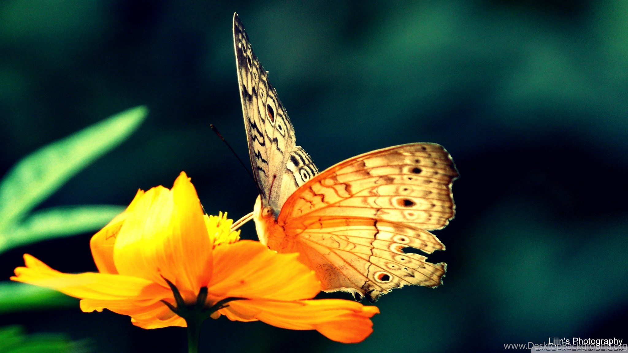 Обои на стол бабочки. Обои на рабочий стол бабочки. Яркие бабочки. Бабочка на цветке. Фотообои бабочки.